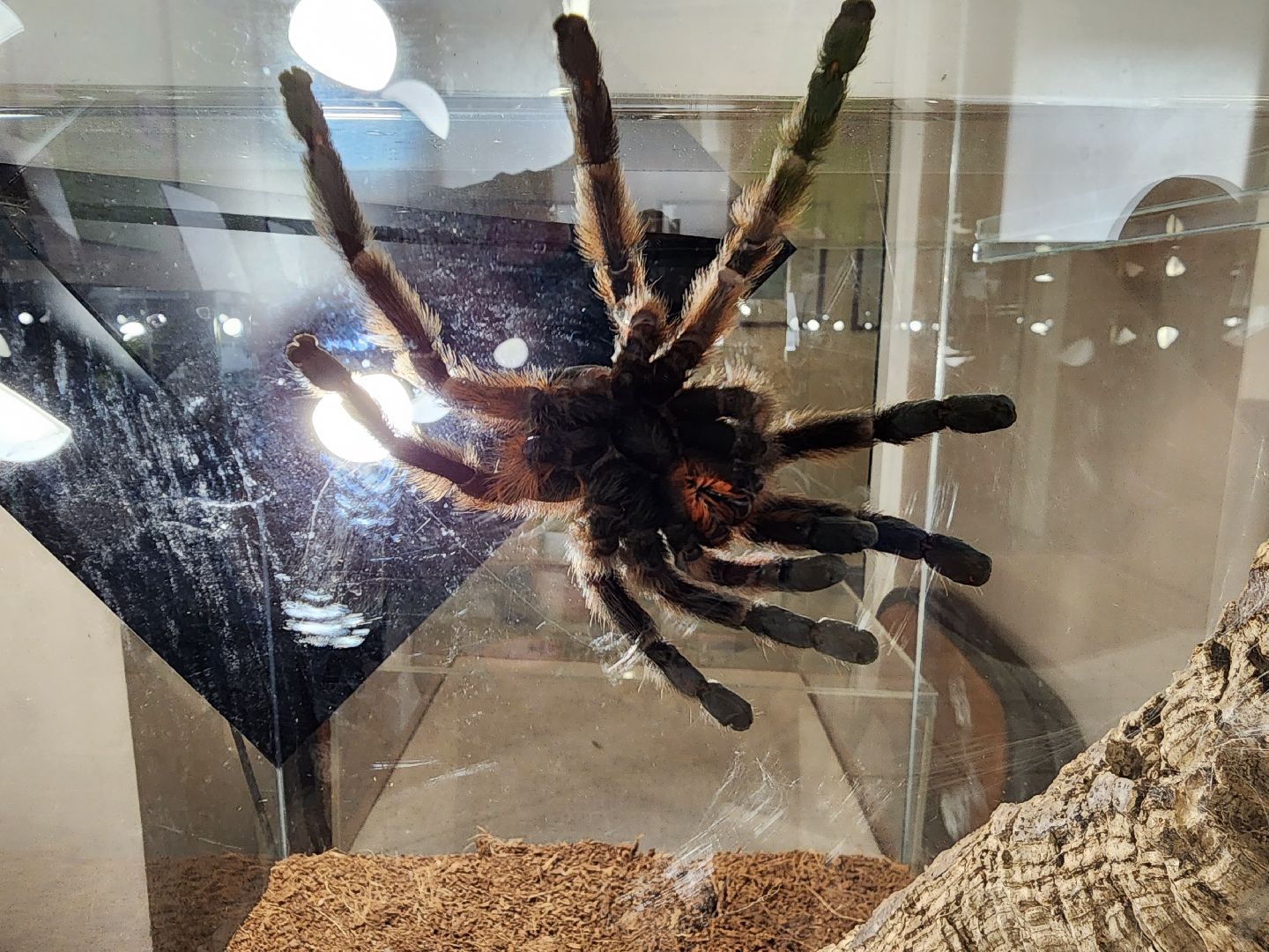 Раменское, культура, выставка пауков и скорпионов в Раменском музее