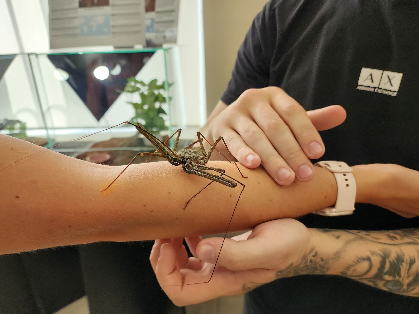 Раменское, культура, выставка пауков и скорпионов в Раменском музее