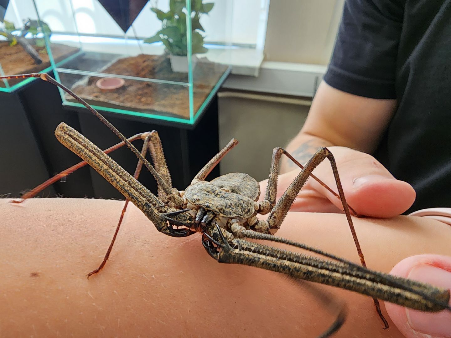 Раменское, культура, выставка пауков и скорпионов в Раменском музее