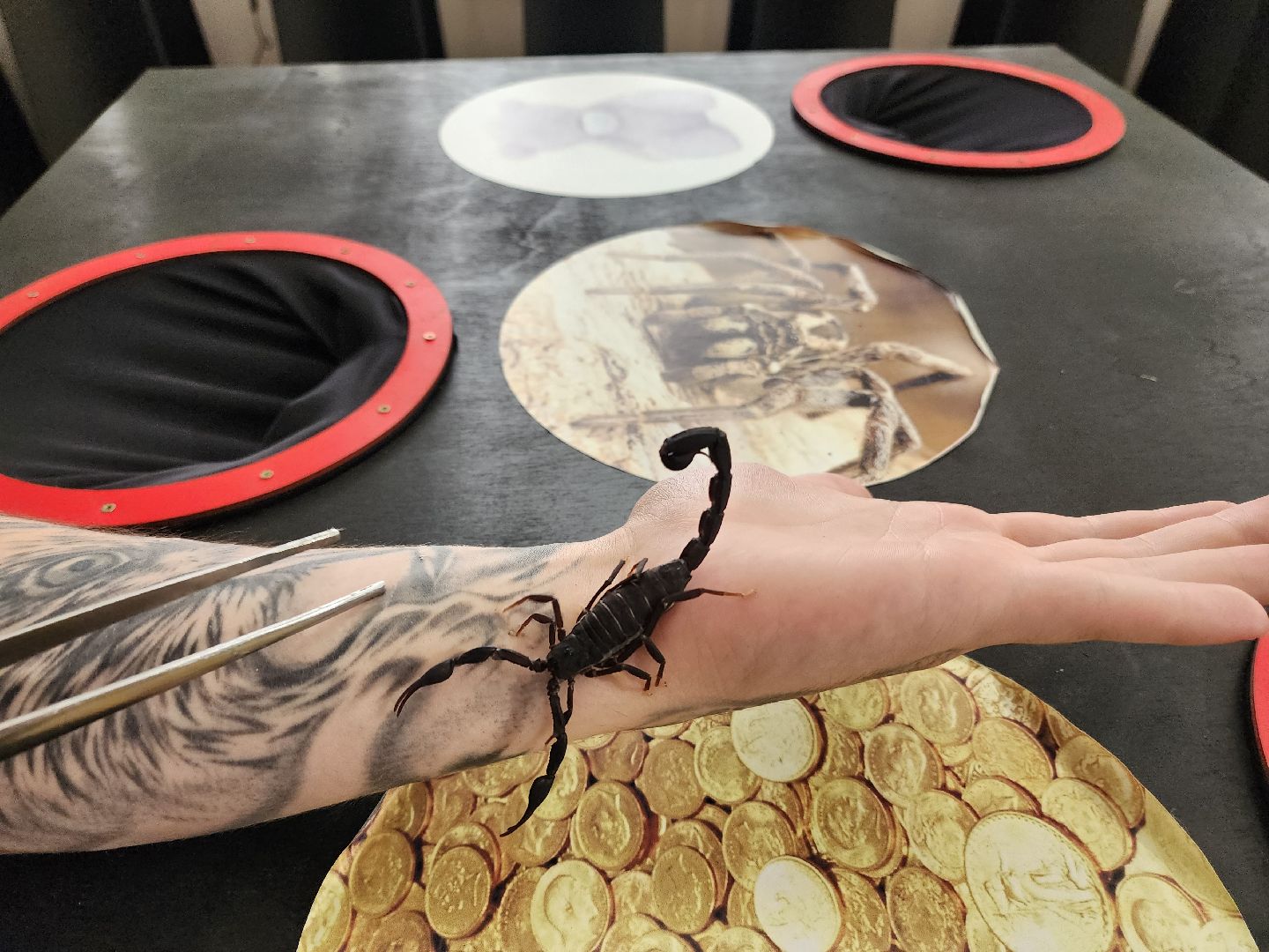 Раменское, культура, выставка пауков и скорпионов в Раменском музее