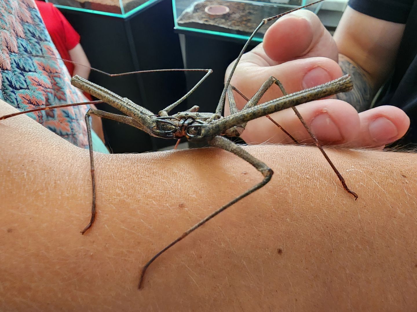 Раменское, культура, выставка пауков и скорпионов в Раменском музее