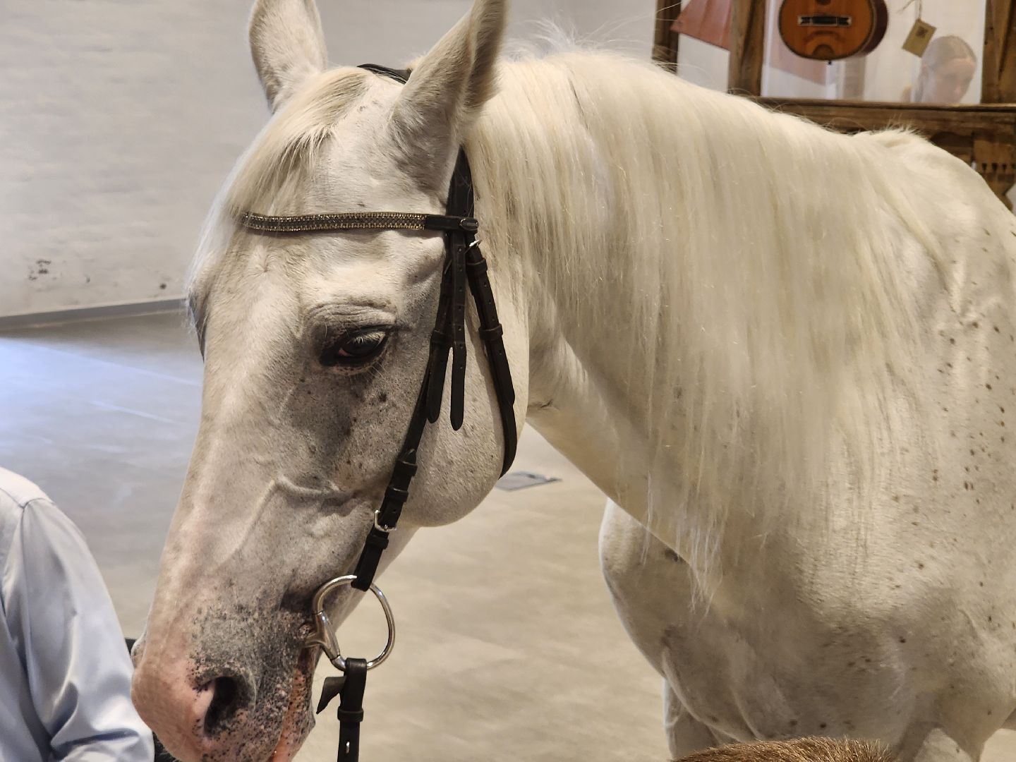 Звенигород, Звенигородский Манеж, конный клуб