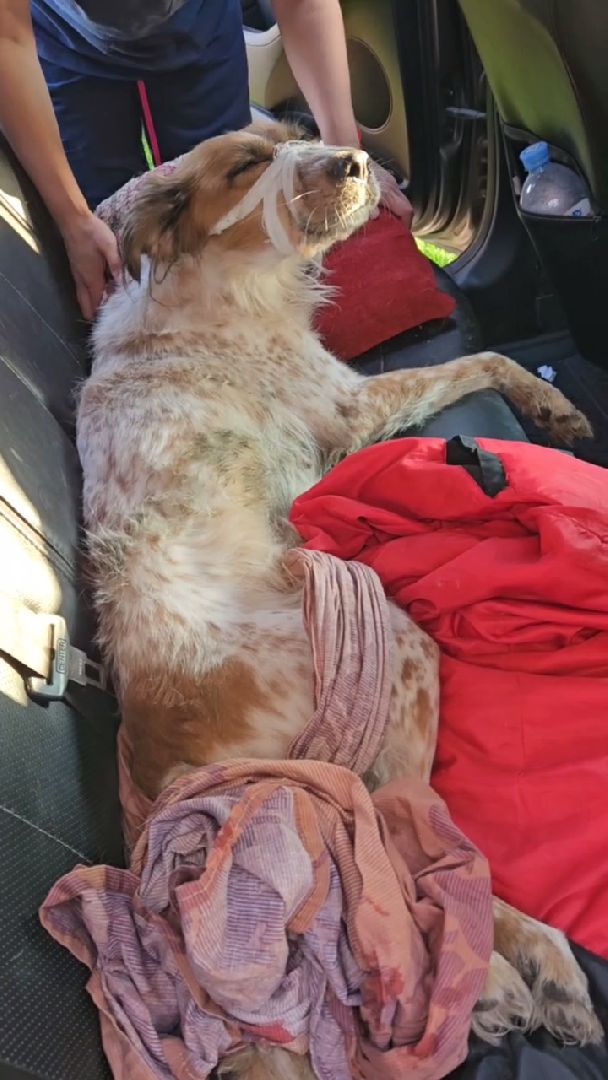 Подольск, зоозащитник, собака, выбросил из окна