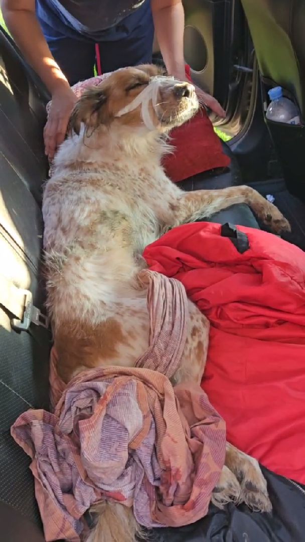 Подольск, зоозащитник, собака, выбросил из окна