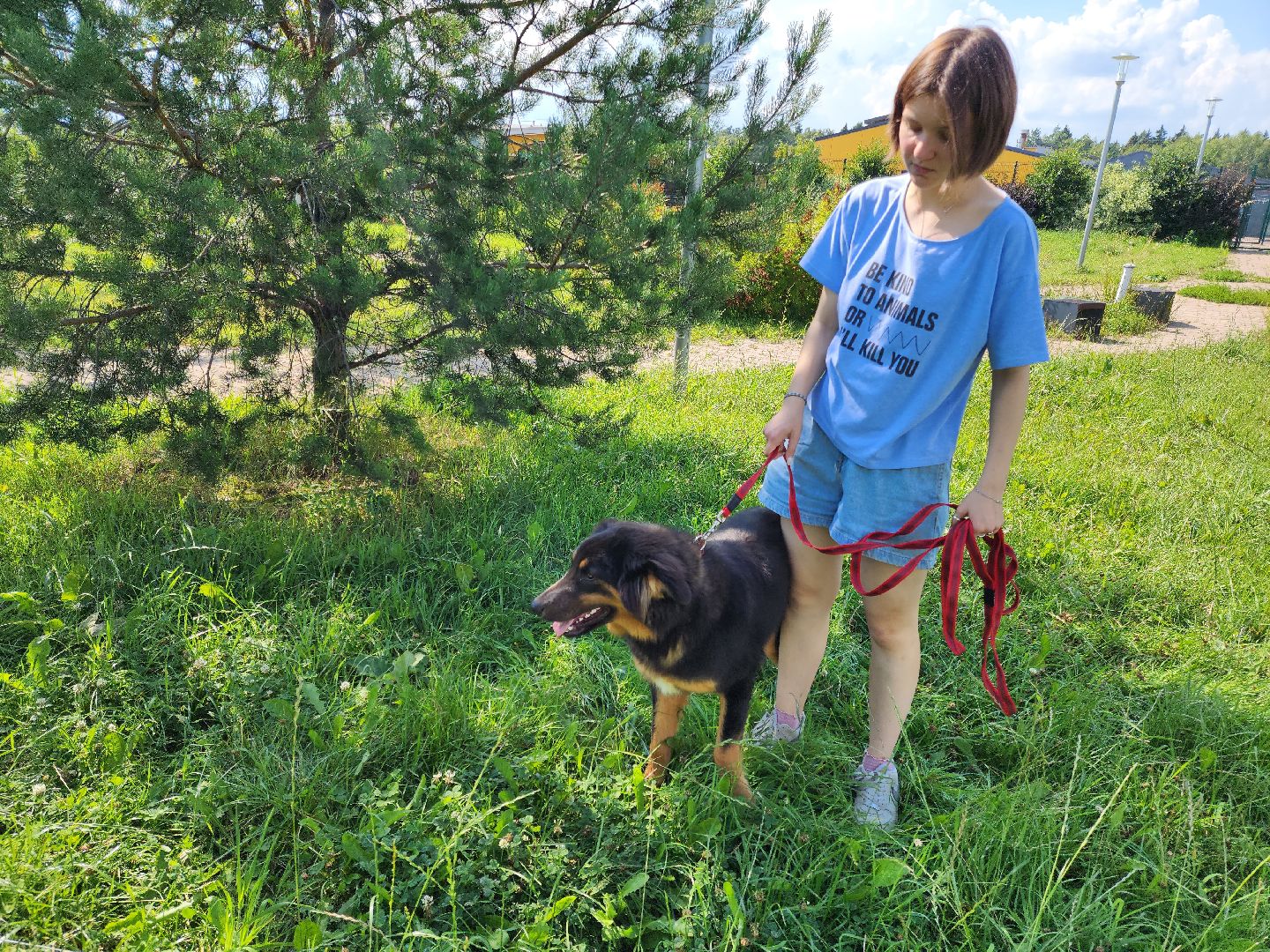 Подольск, собаки, кошки, приют, волонтеры, пристрой