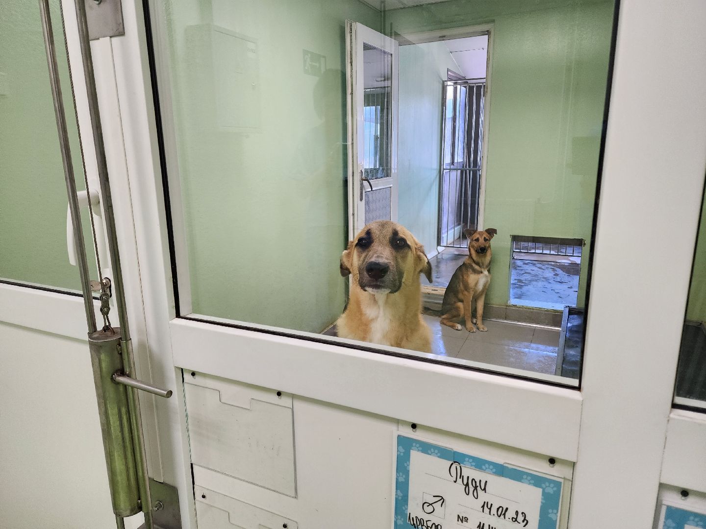 Подольск, собаки, кошки, приют, волонтеры, пристрой