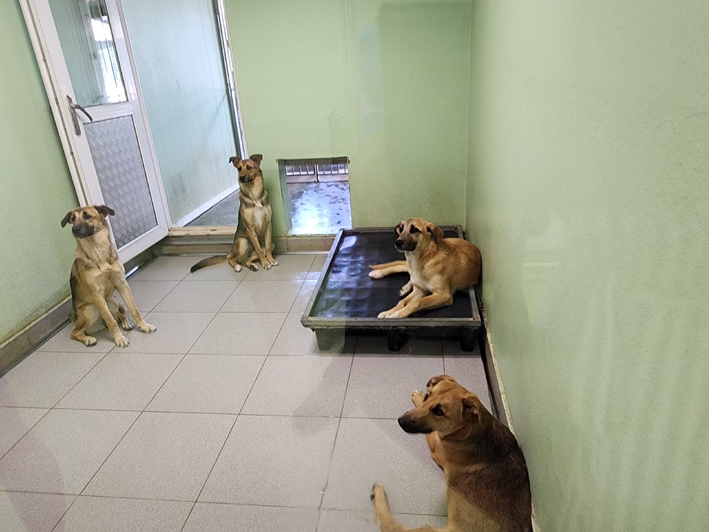 Подольск, собаки, кошки, приют, волонтеры, пристрой