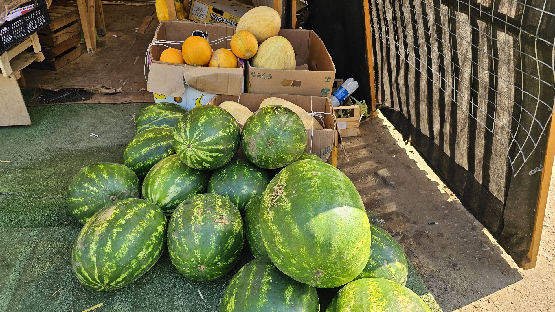 торговля, НТО, арбузы, дыни, Котельники