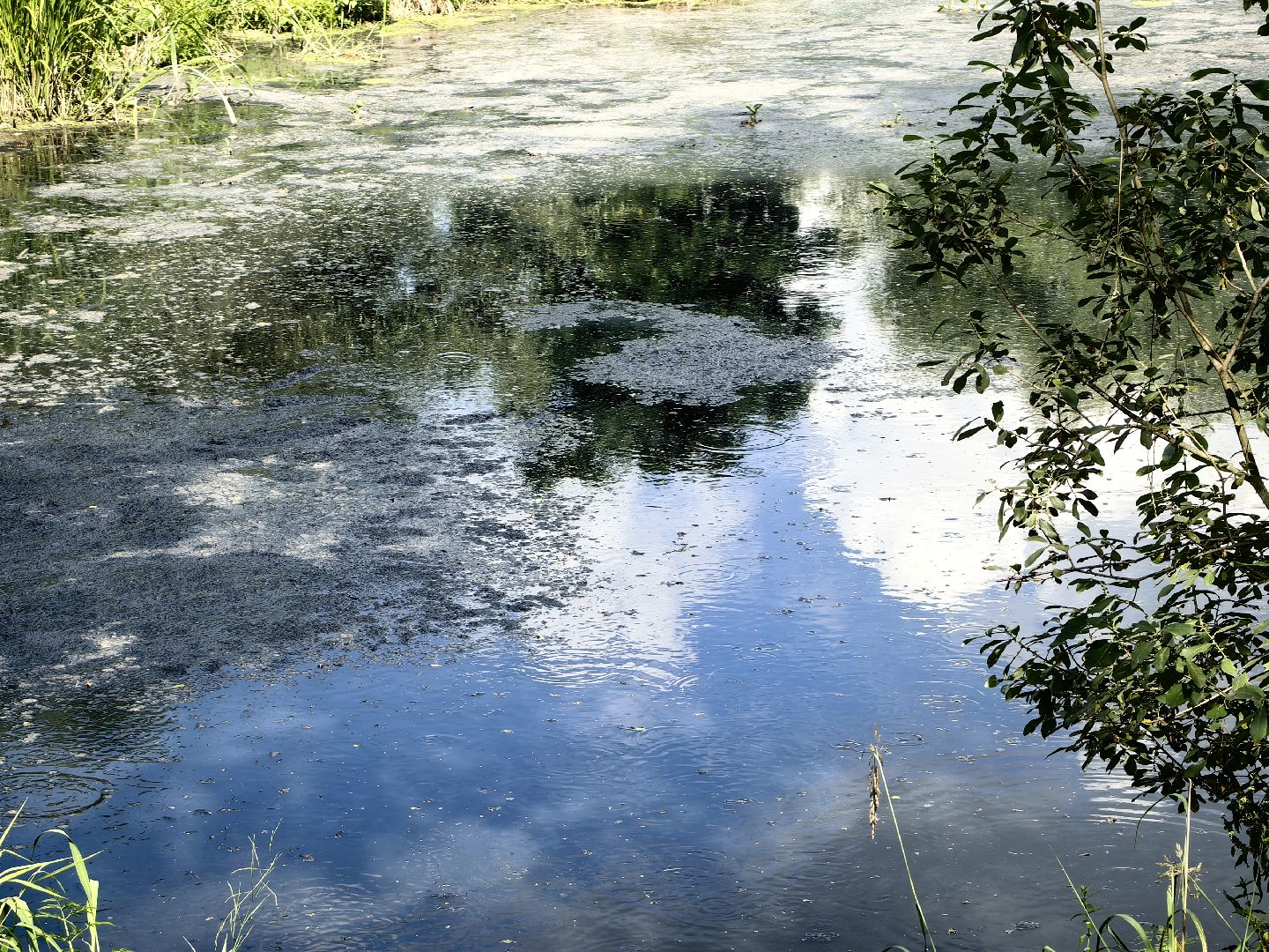 Вода, пробы, загрязнение, КНС