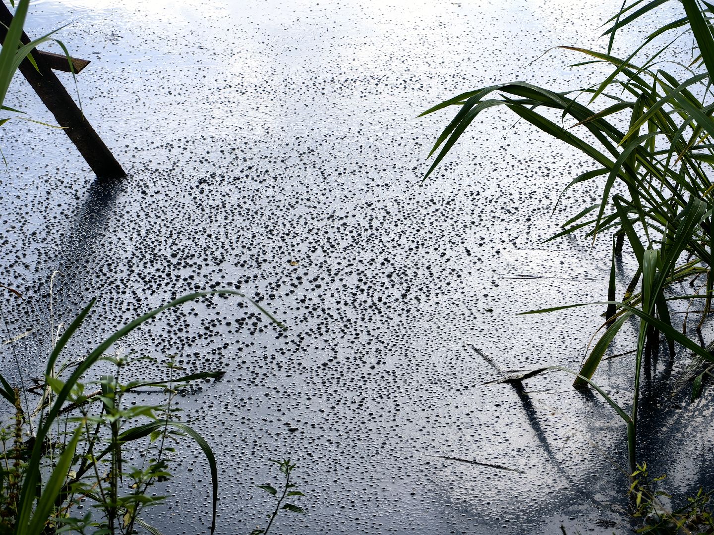 Вода, пробы, загрязнение, КНС