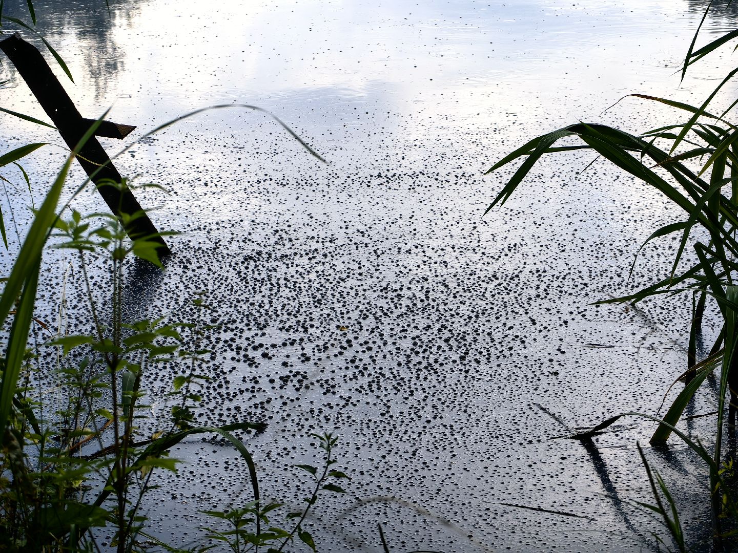 Вода, пробы, загрязнение, КНС