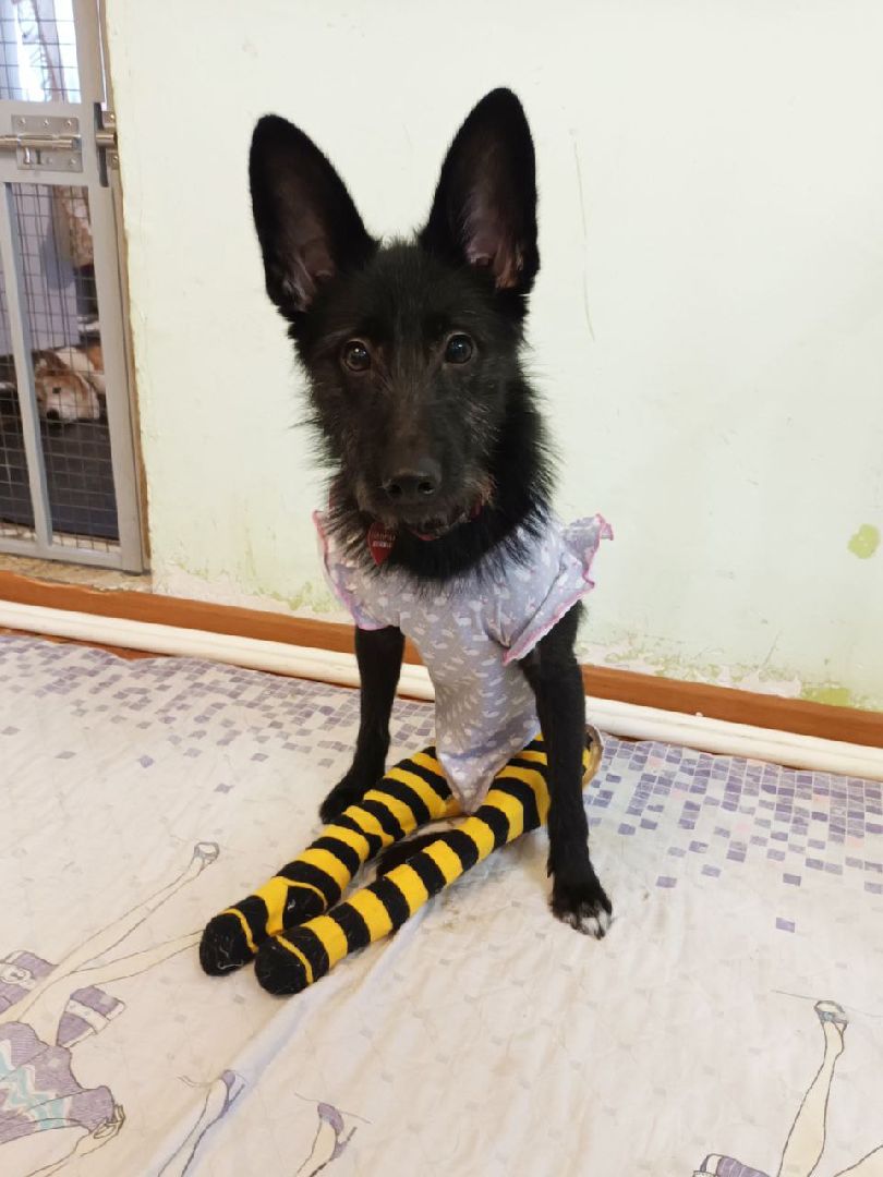 Подольск, зоозащитник, Айрапетян, собаки, животные