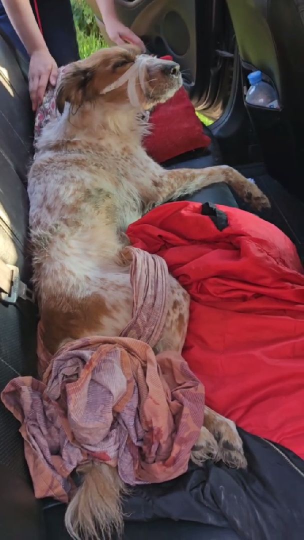 Подольск, зоозащитник, Айрапетян, собаки, животные