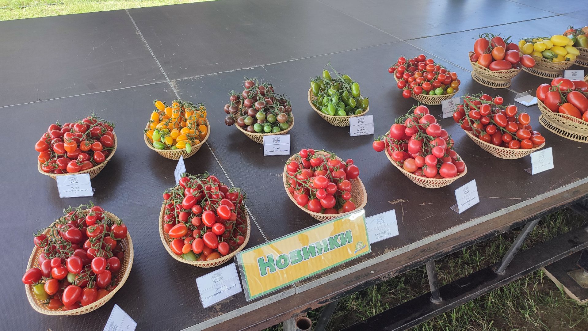 Кашира, СеДек, День поля, картофель, импортозамещение