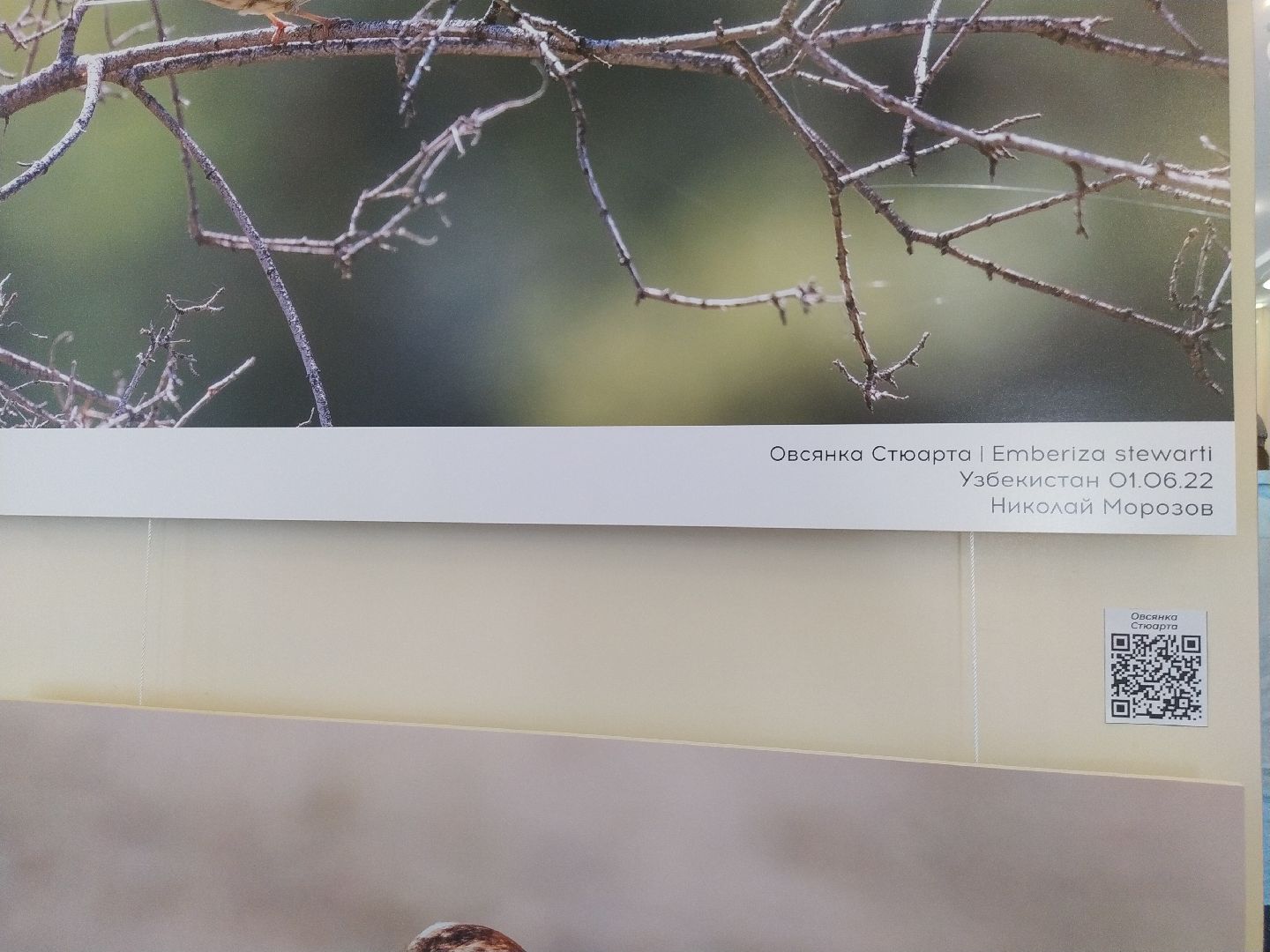 Коломна Фото Птицы