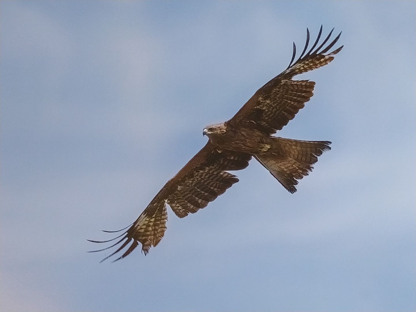 Коломна Фото Птицы