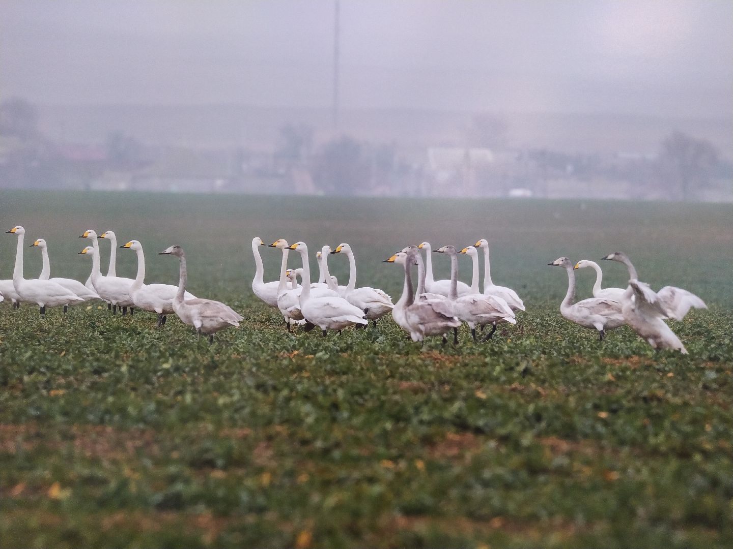 Коломна Фото Птицы