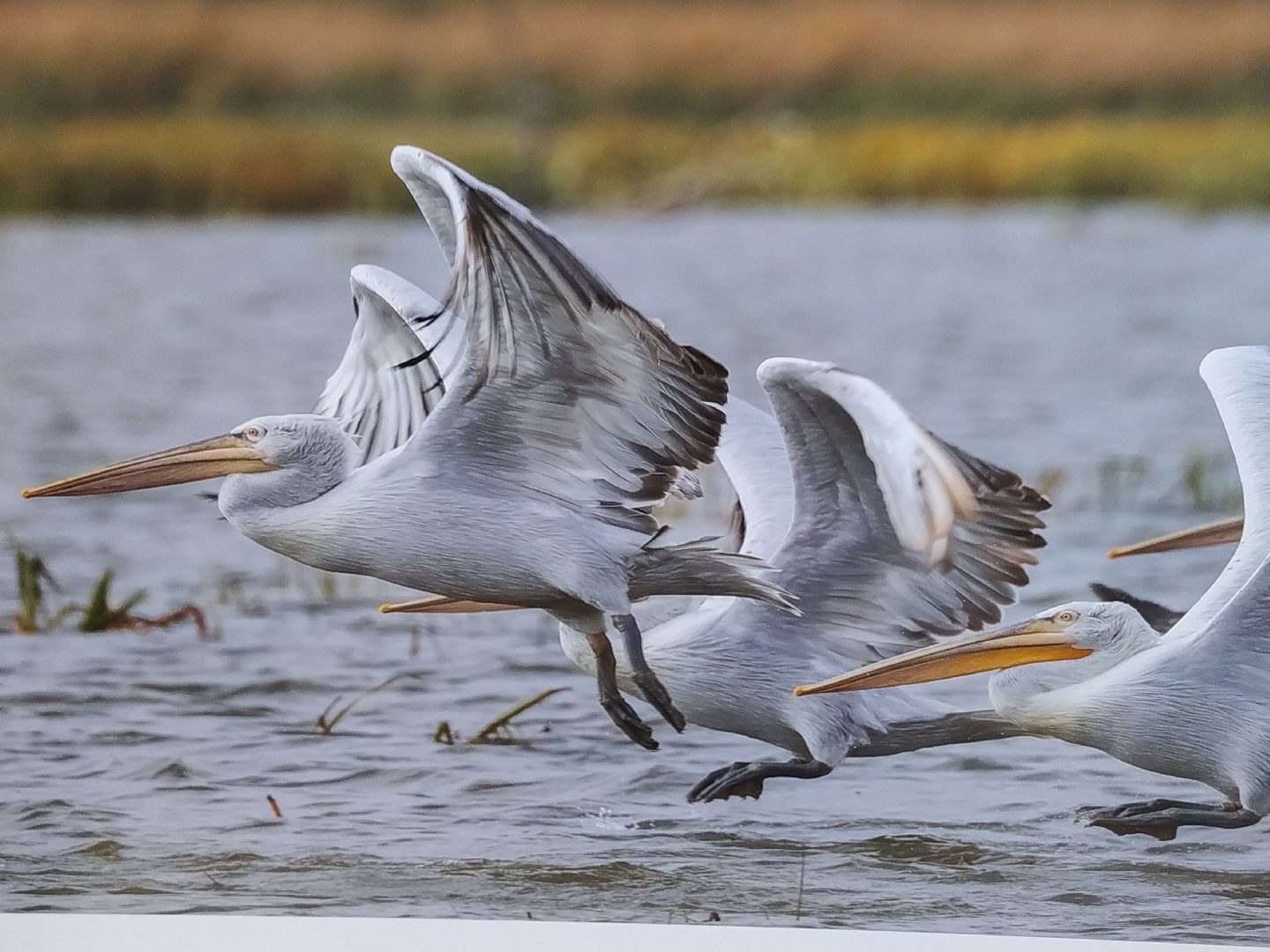 Коломна Фото Птицы