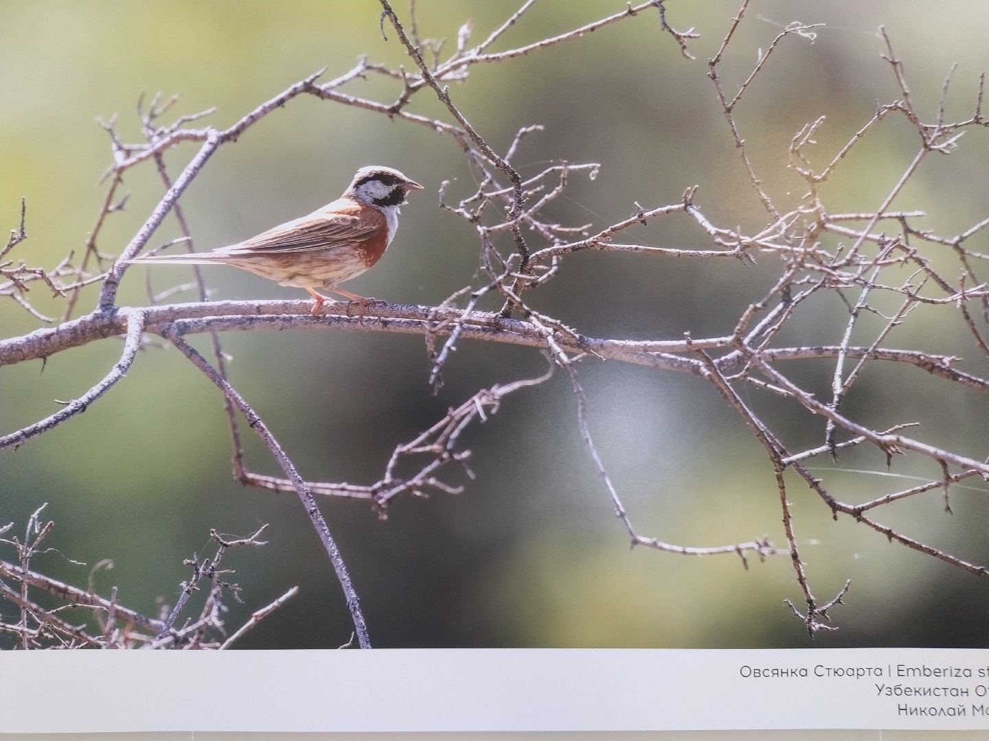 Коломна Фото Птицы