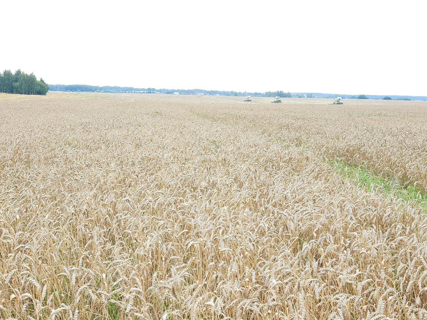 Уборка озимых, Барыбино, Домодедово