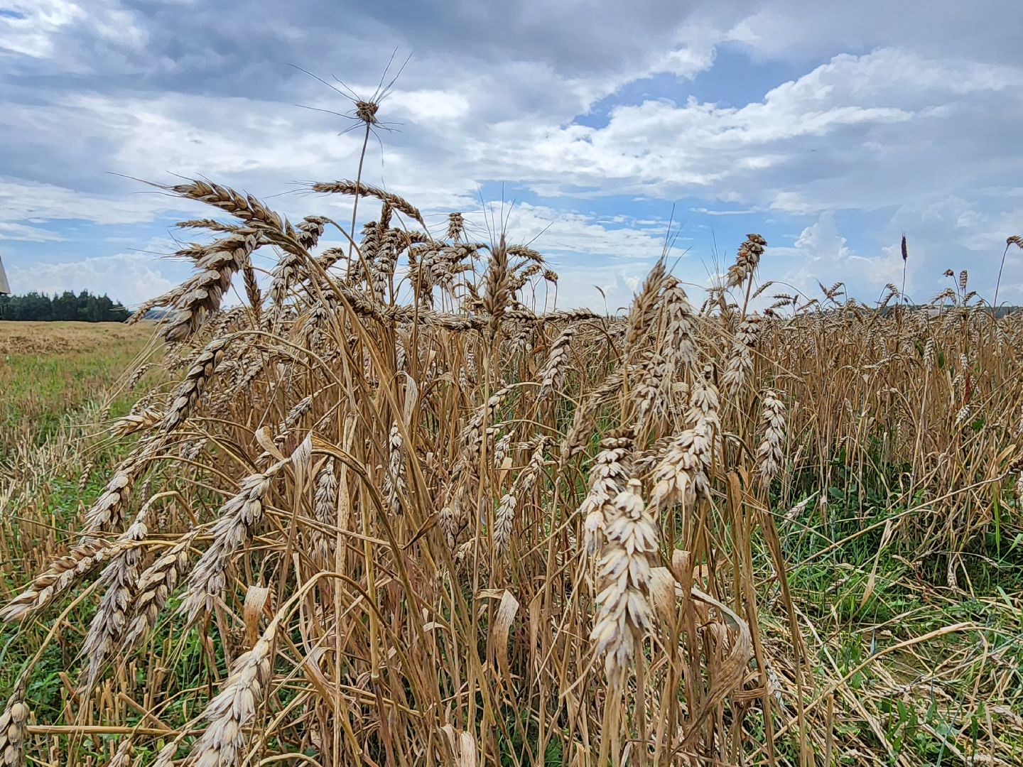 Уборка озимых, Барыбино, Домодедово