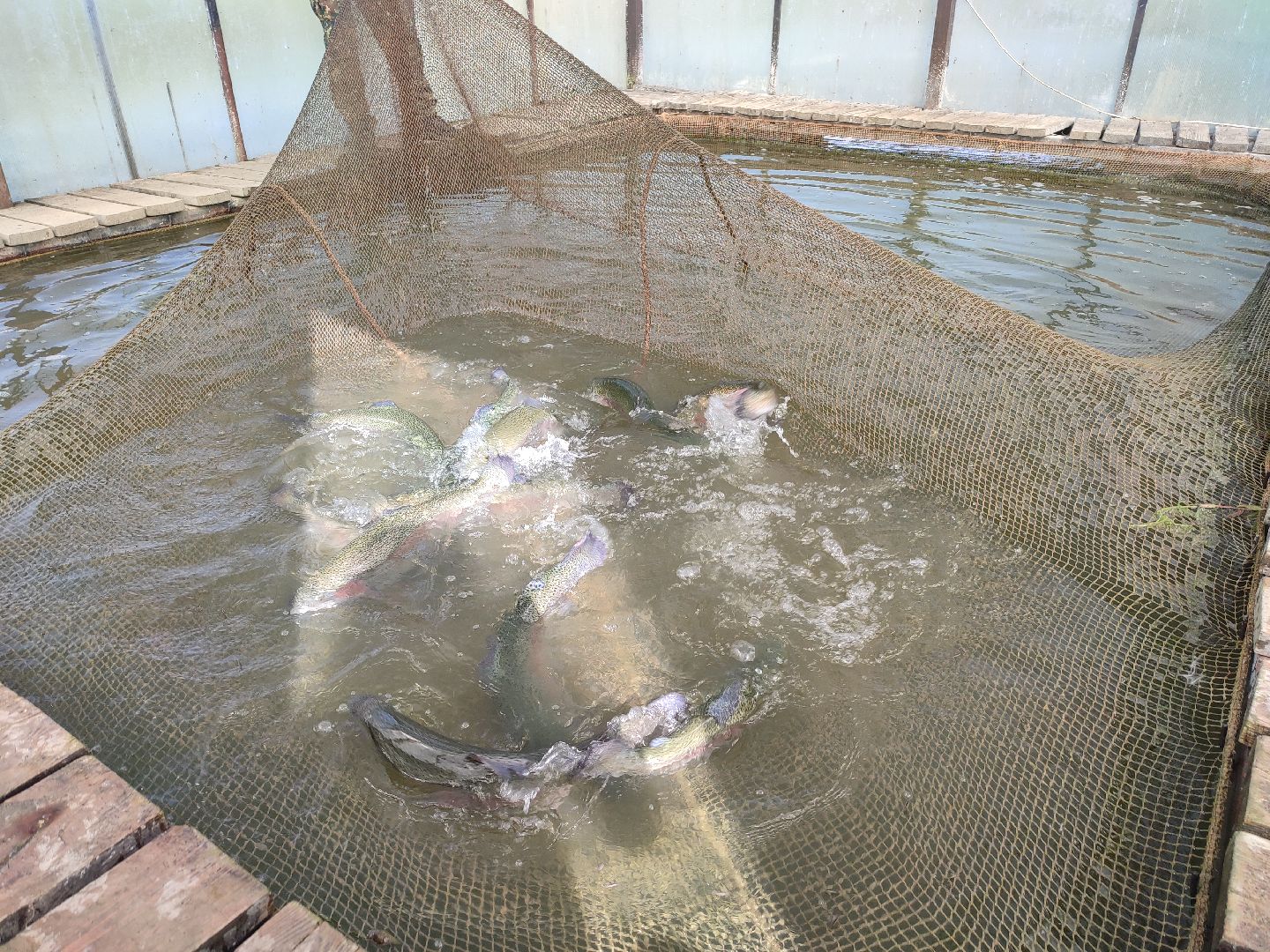 #сельскоехозяйство, #талдомскийокруг, #экономика, #предприятие, #рыбалка, #мясо, #молочнаяпродукция, #своепроизводство