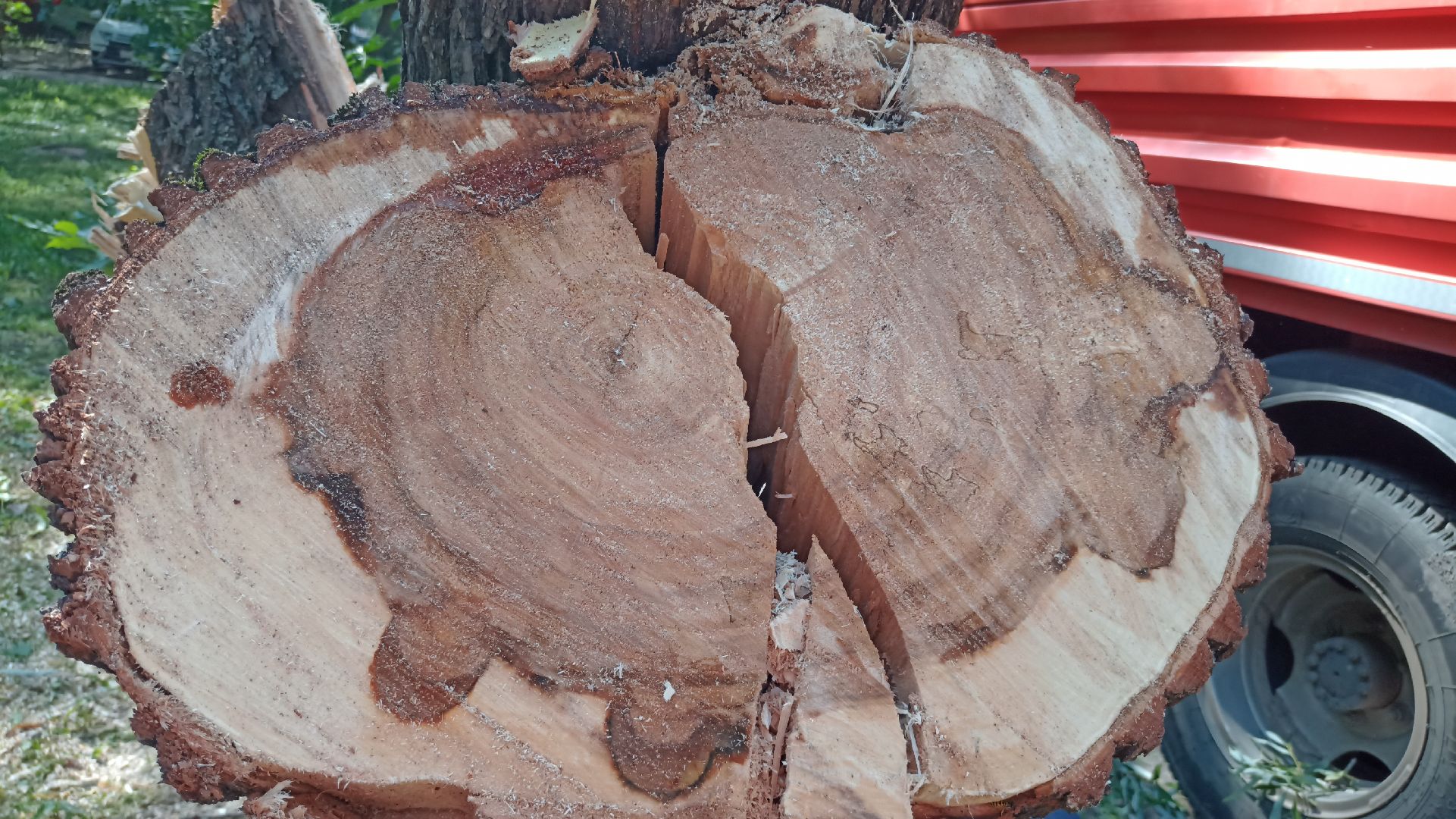 Реутов, благоустройство, деревья, тополь