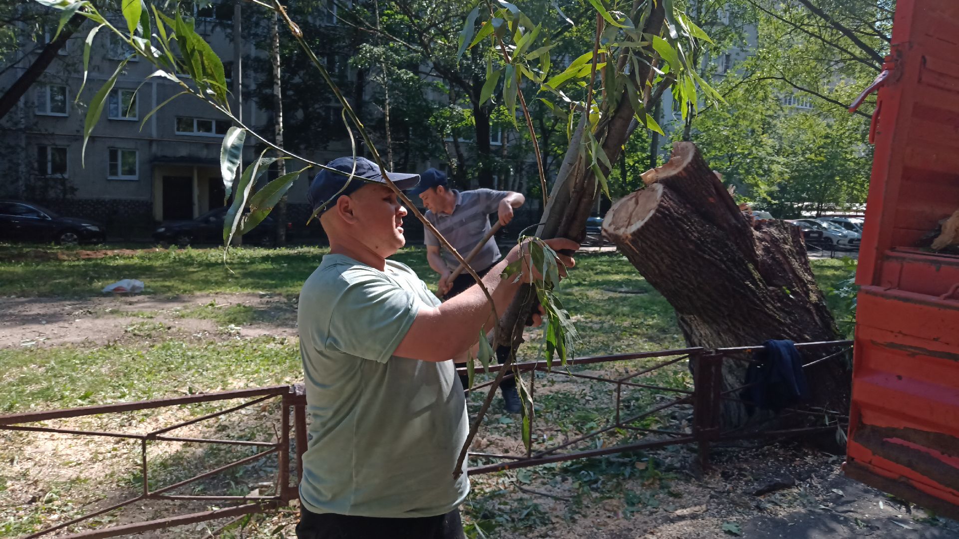 Реутов, благоустройство, деревья, тополь