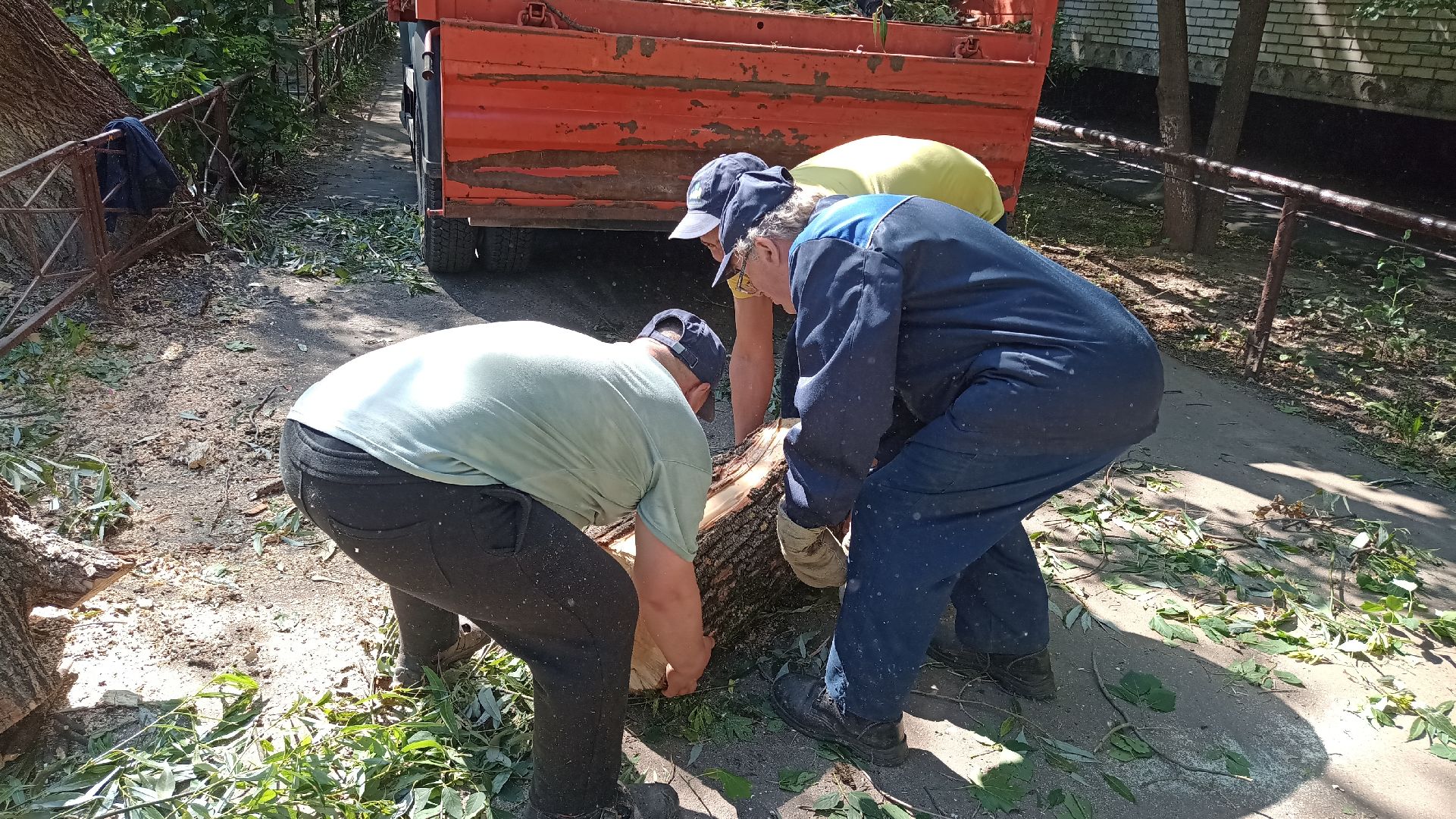 Реутов, благоустройство, деревья, тополь