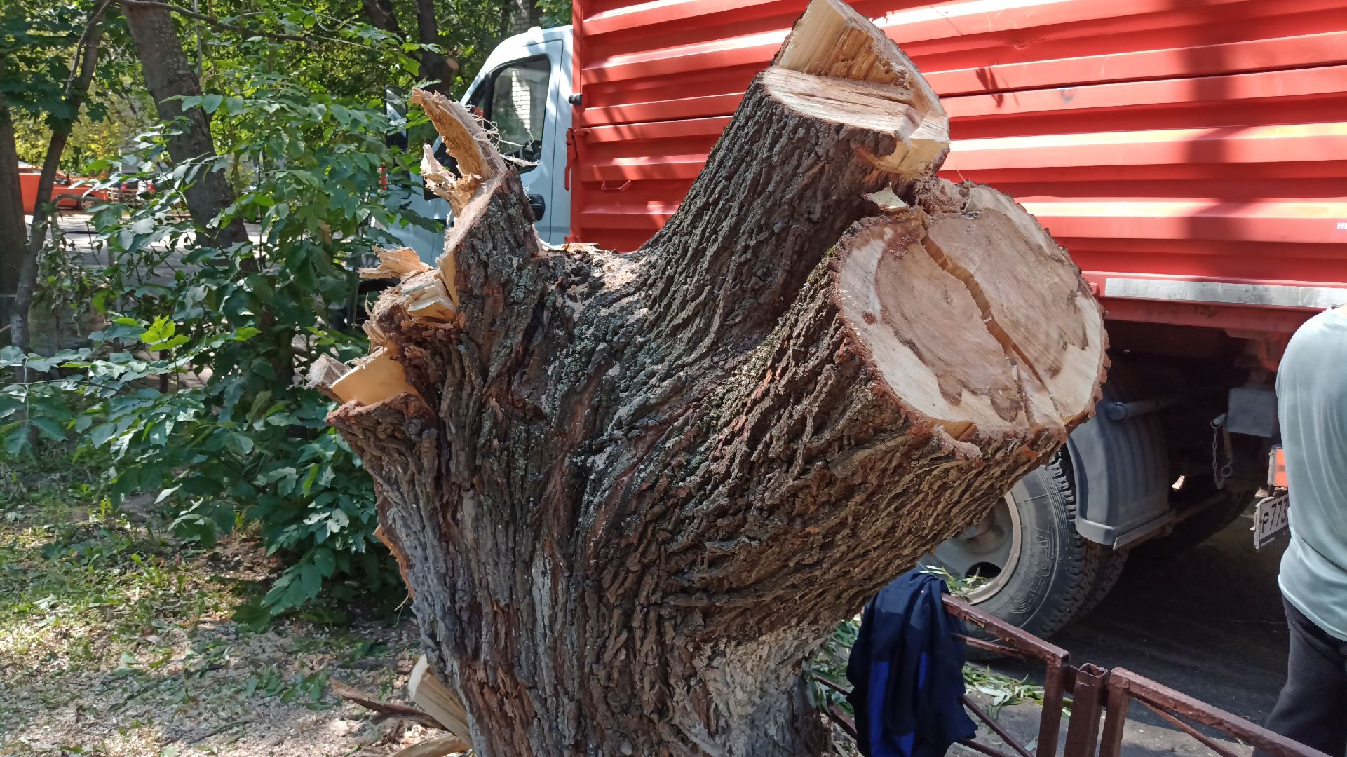 Реутов, благоустройство, деревья, тополь