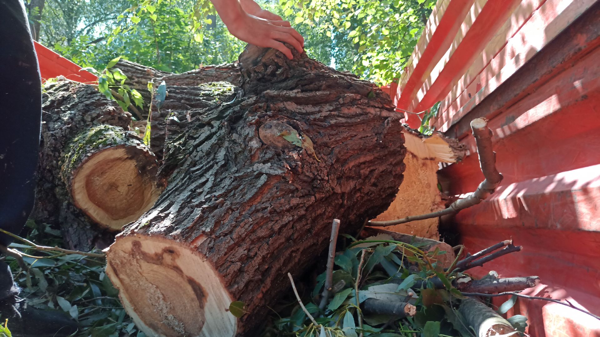 Реутов, благоустройство, деревья, тополь