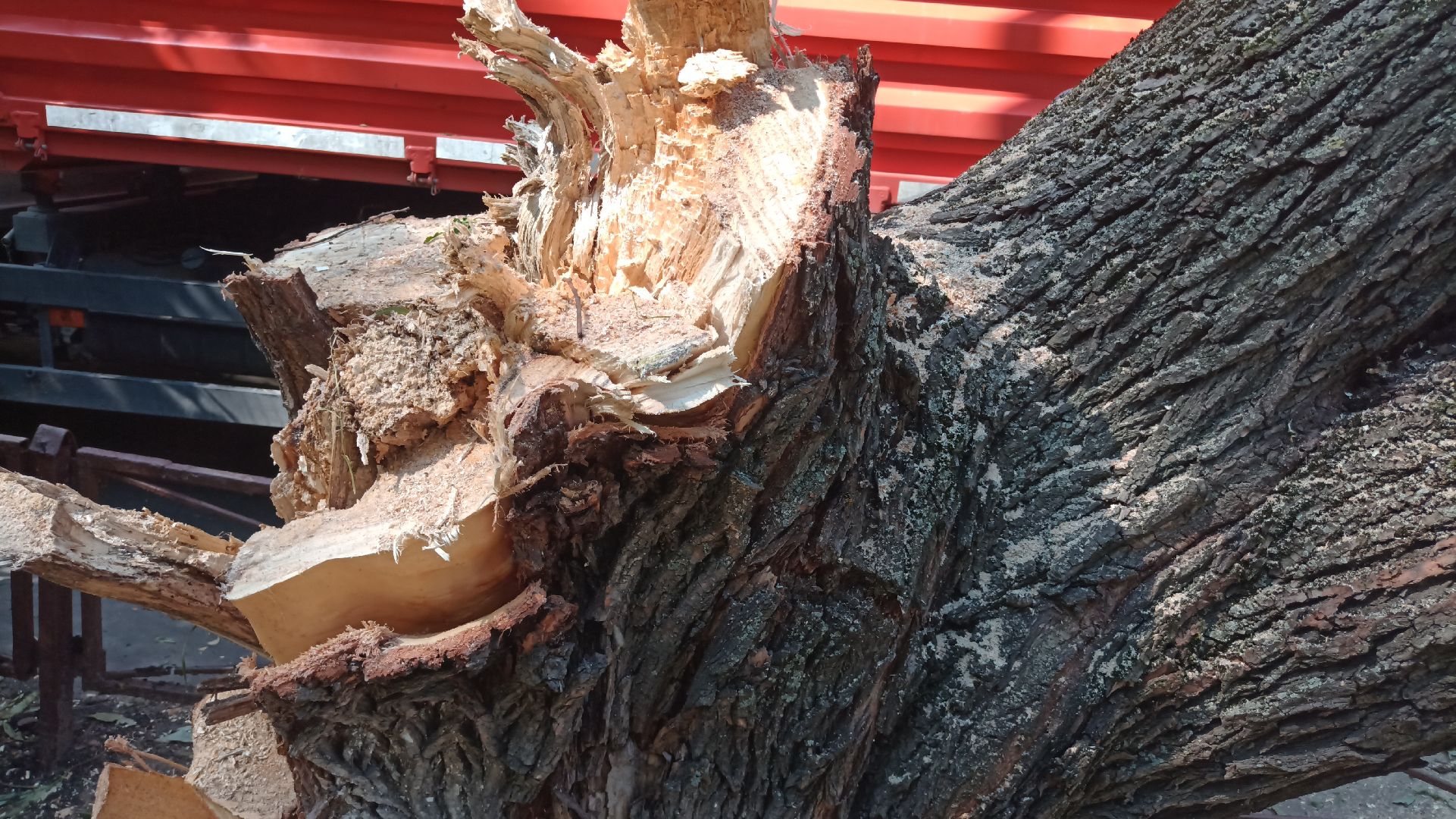 Реутов, благоустройство, деревья, тополь