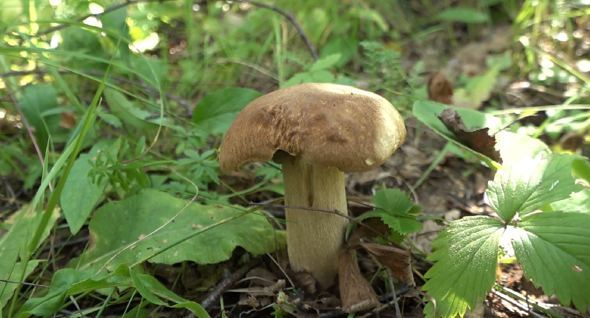 грибной сезон, МЧС, Домодедово