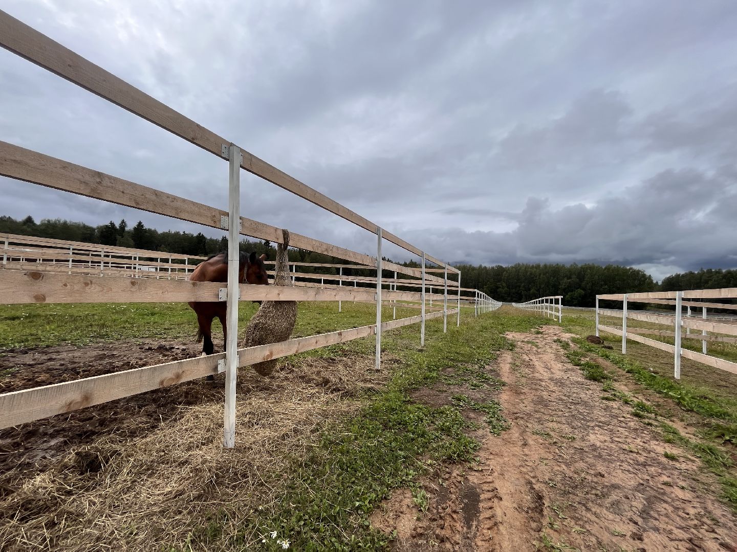 Шаховская, лошади, лошадиная ферма