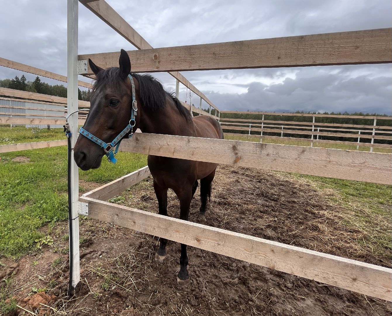 Шаховская, лошади, лошадиная ферма