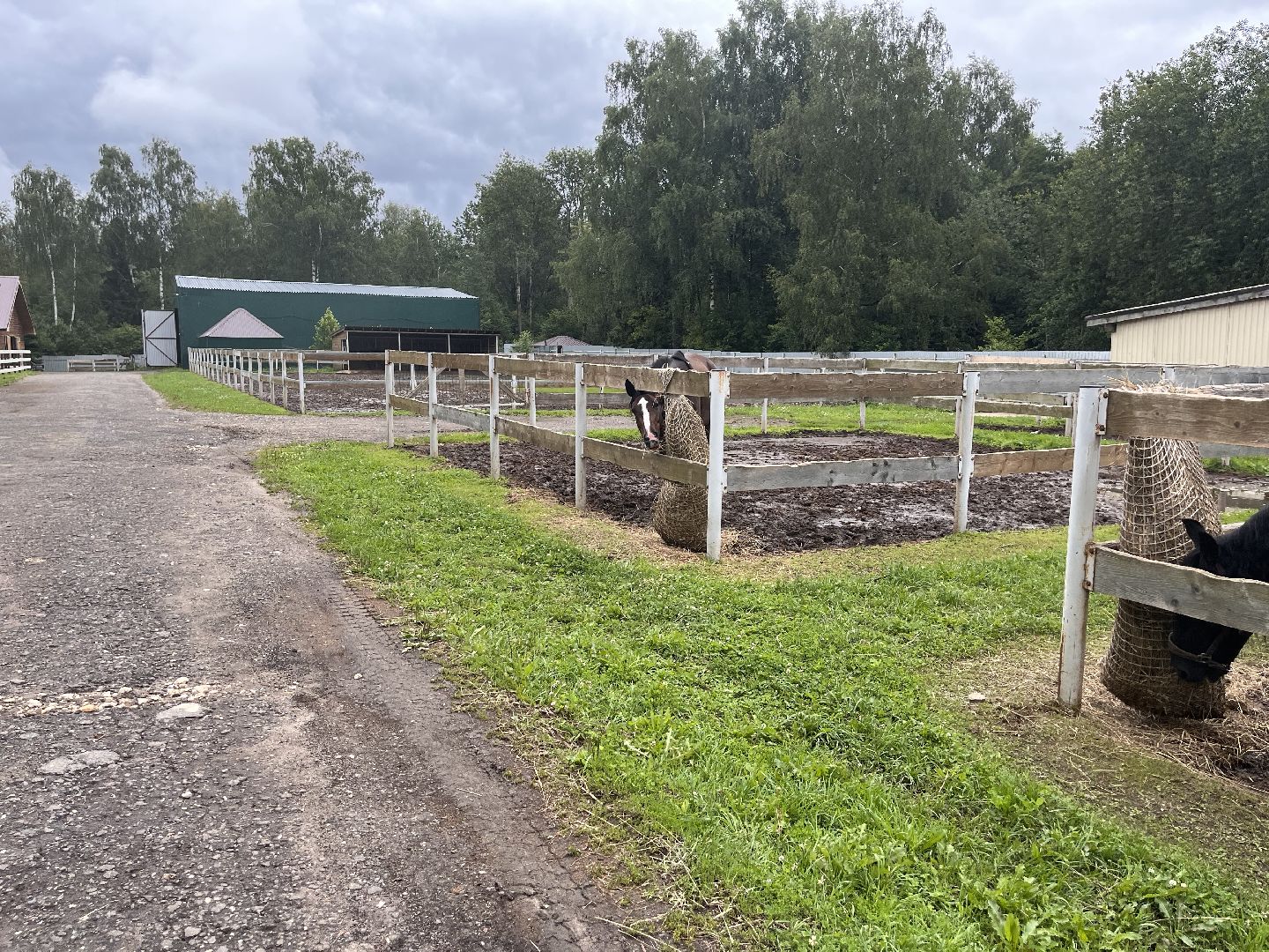 Шаховская, лошади, лошадиная ферма