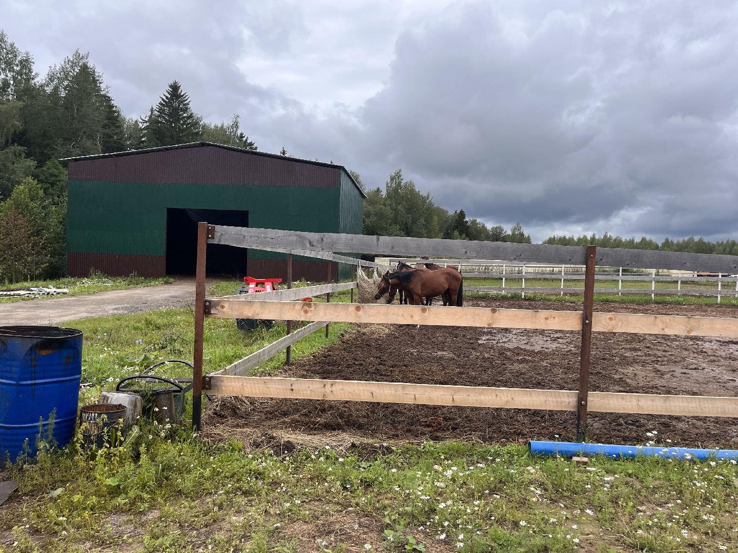 Шаховская, лошади, лошадиная ферма