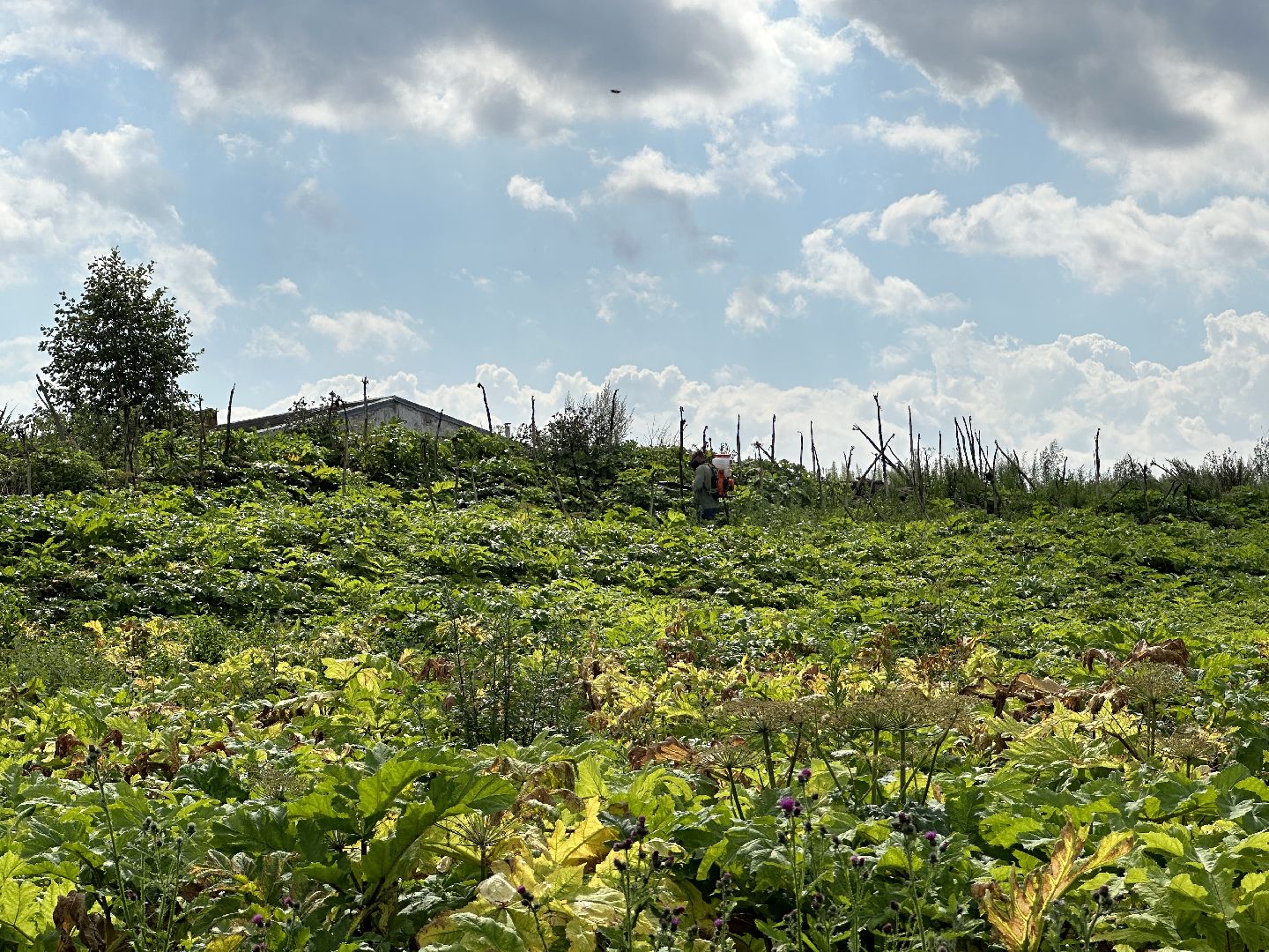 Клин, фермеры, общество, сельское хозяйство, Подмосковье