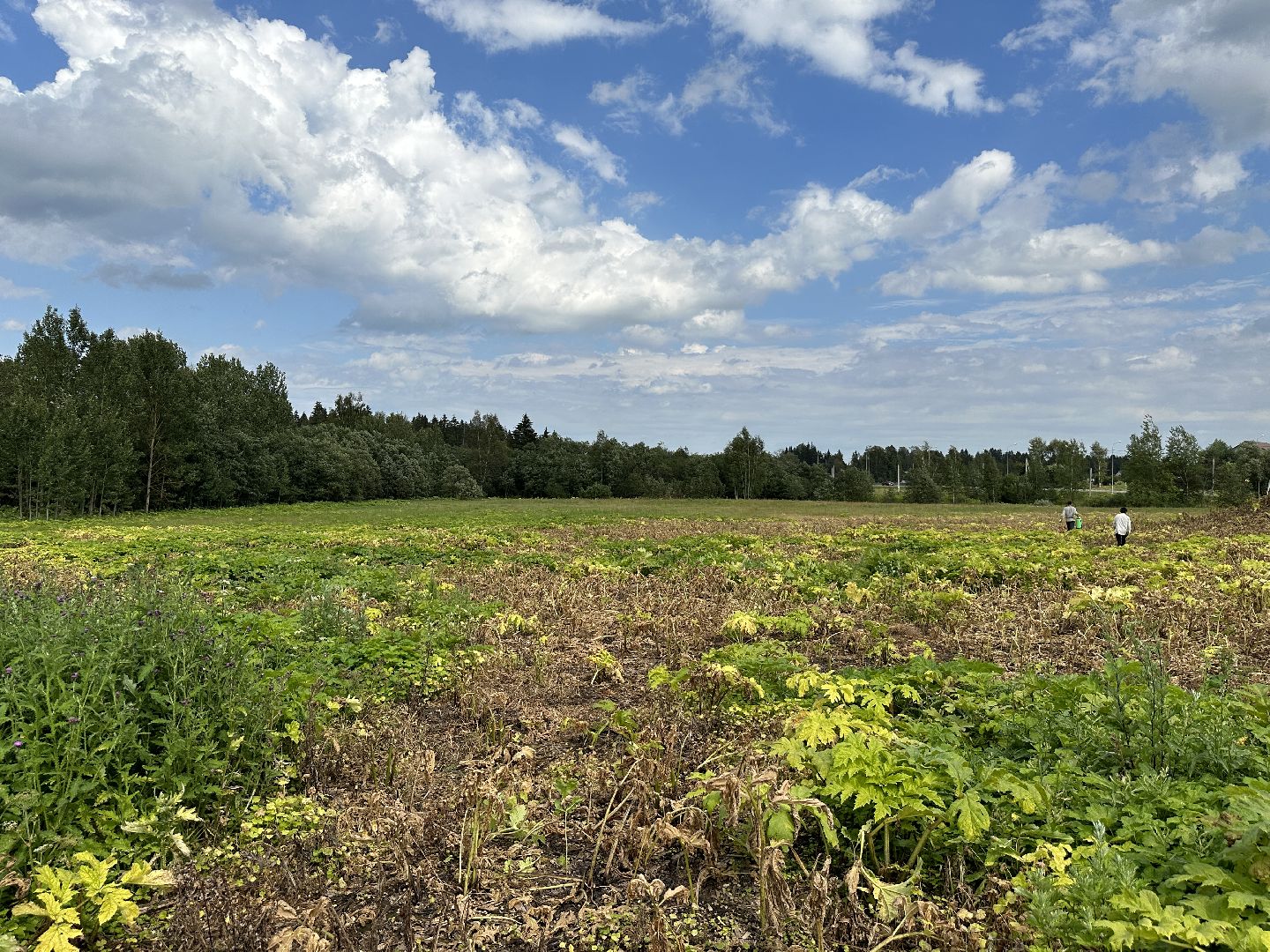 Клин, фермеры, общество, сельское хозяйство, Подмосковье