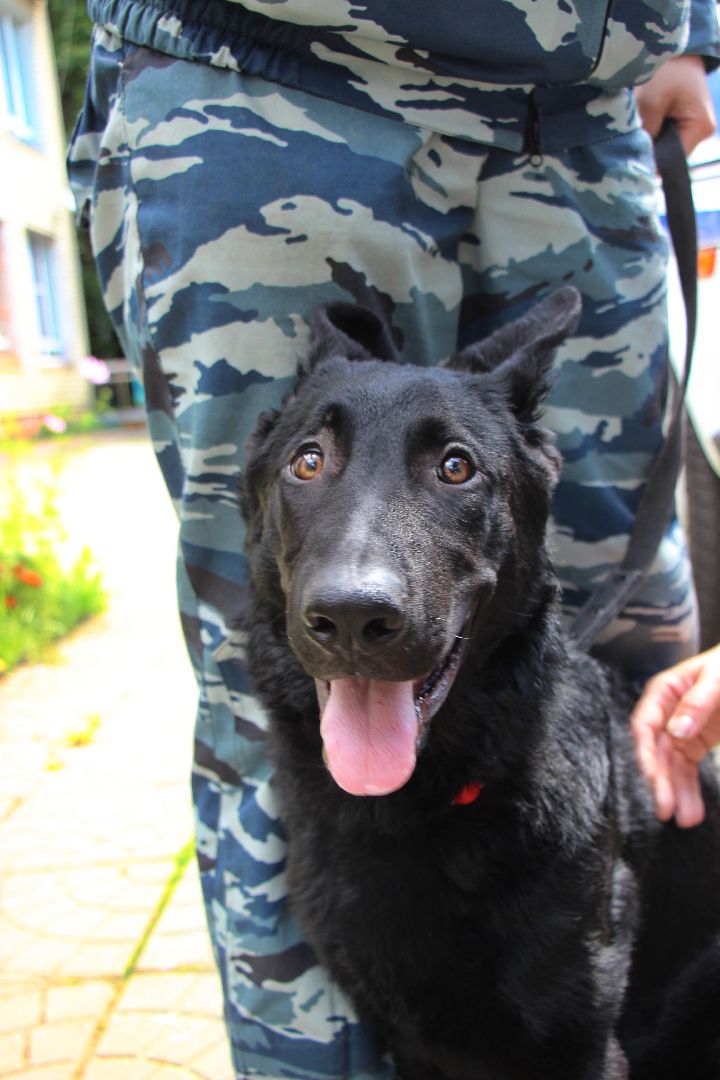 Лобня, собака, полиция