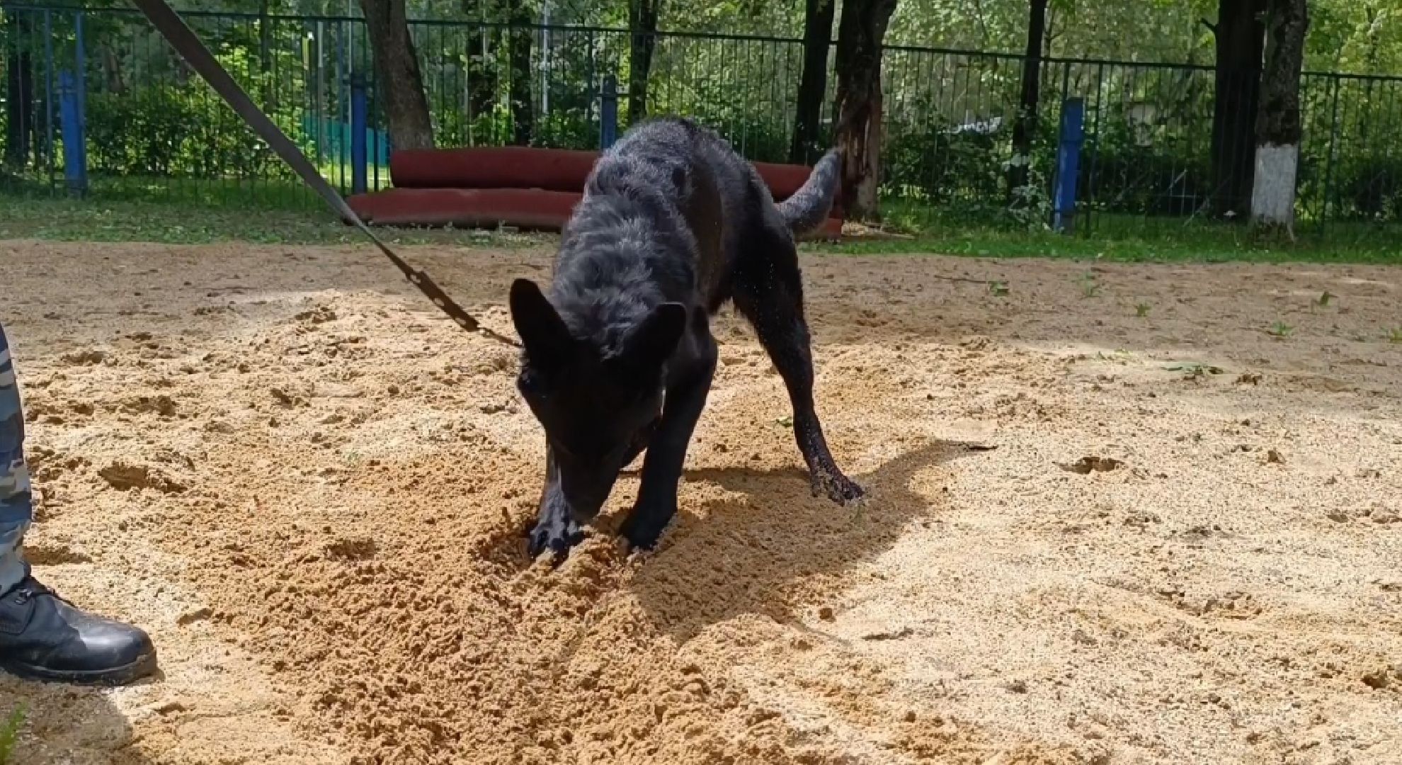 Лобня, собака, полиция