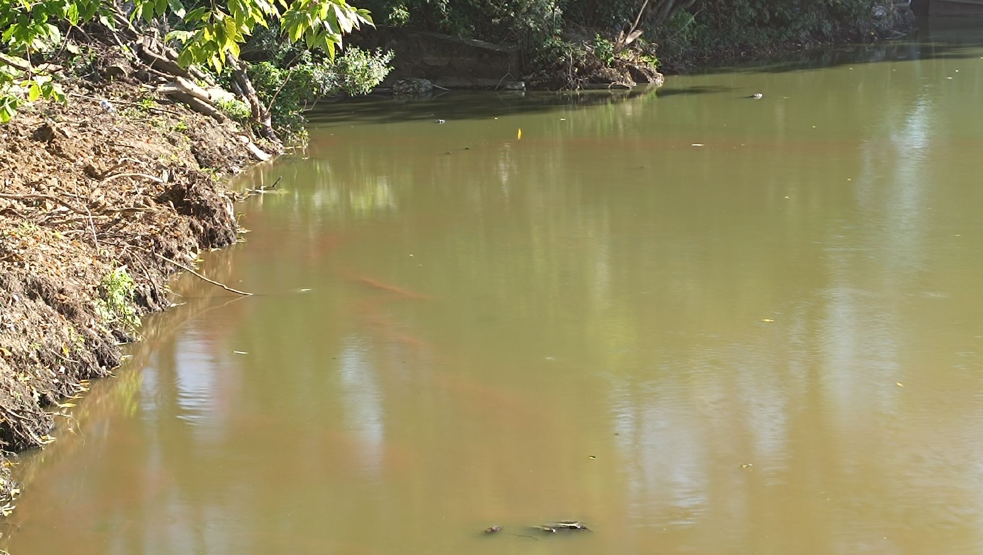 Лобня, экология, река