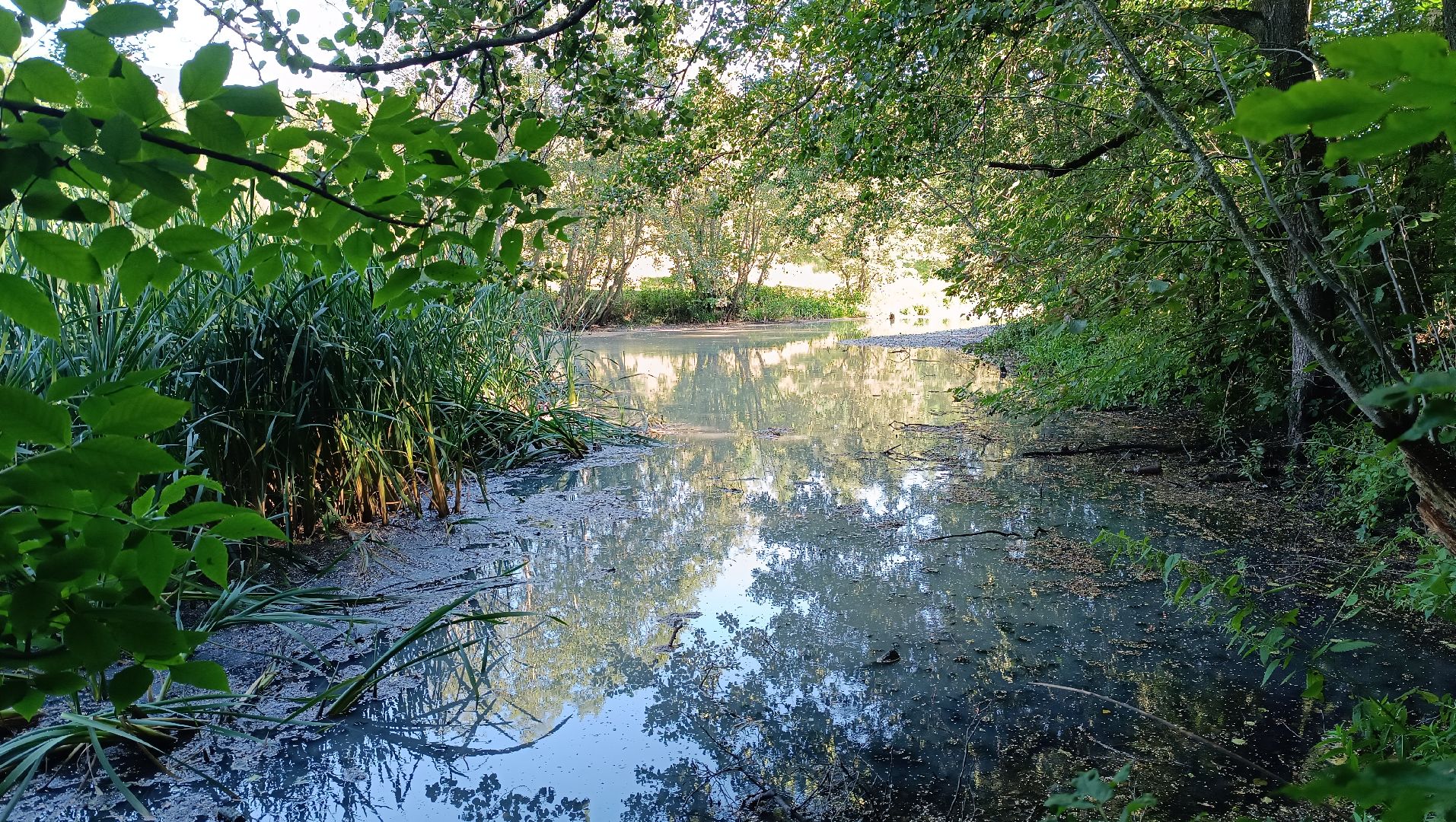 Лобня, экология, река