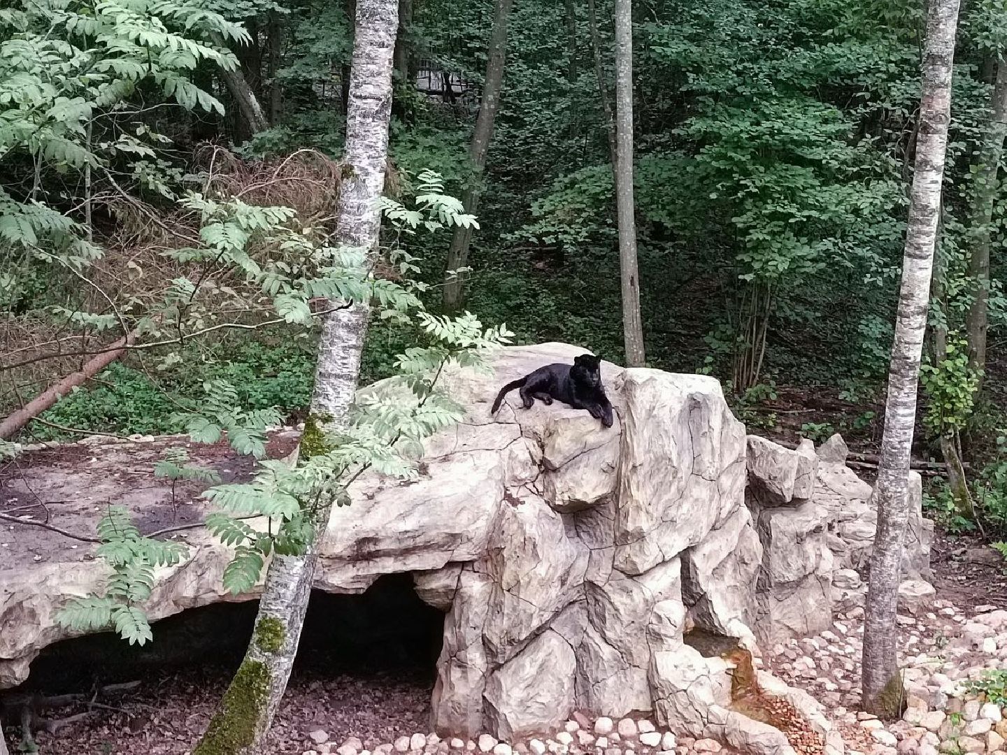 Можайск, Можайский городской округ, Подмосковье, парк тигров, Сафари-парк, кошки, хищники, туризм, лес, ягуар, тигр, лев, пума, леопард