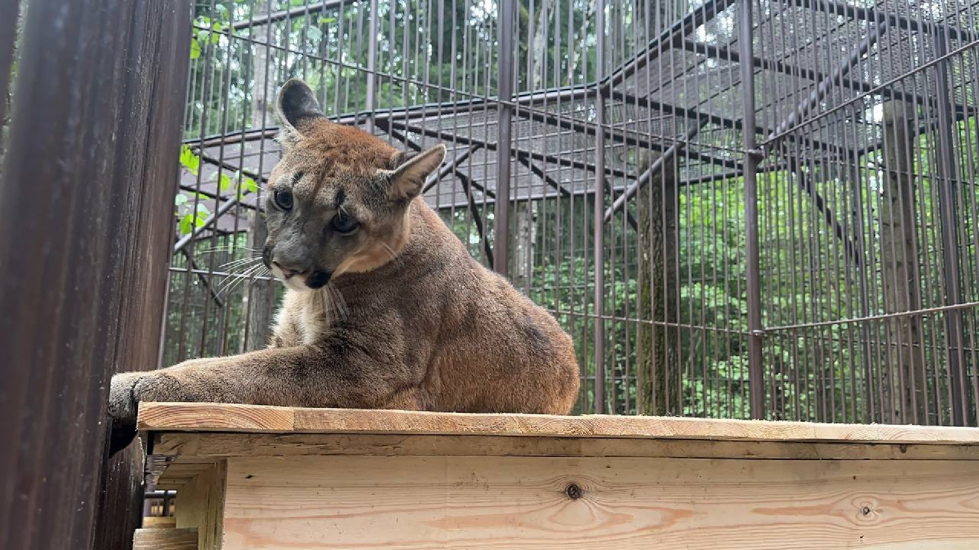 Можайск, Можайский городской округ, Подмосковье, парк тигров, Сафари-парк, кошки, хищники, туризм, лес, ягуар, тигр, лев, пума, леопард