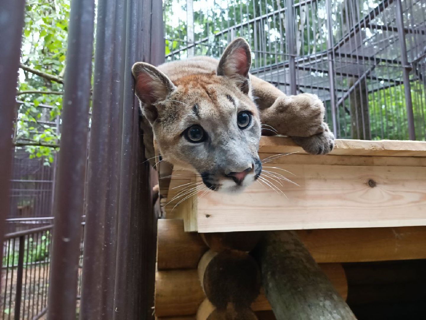 Можайск, Можайский городской округ, Подмосковье, парк тигров, Сафари-парк, кошки, хищники, туризм, лес, ягуар, тигр, лев, пума, леопард