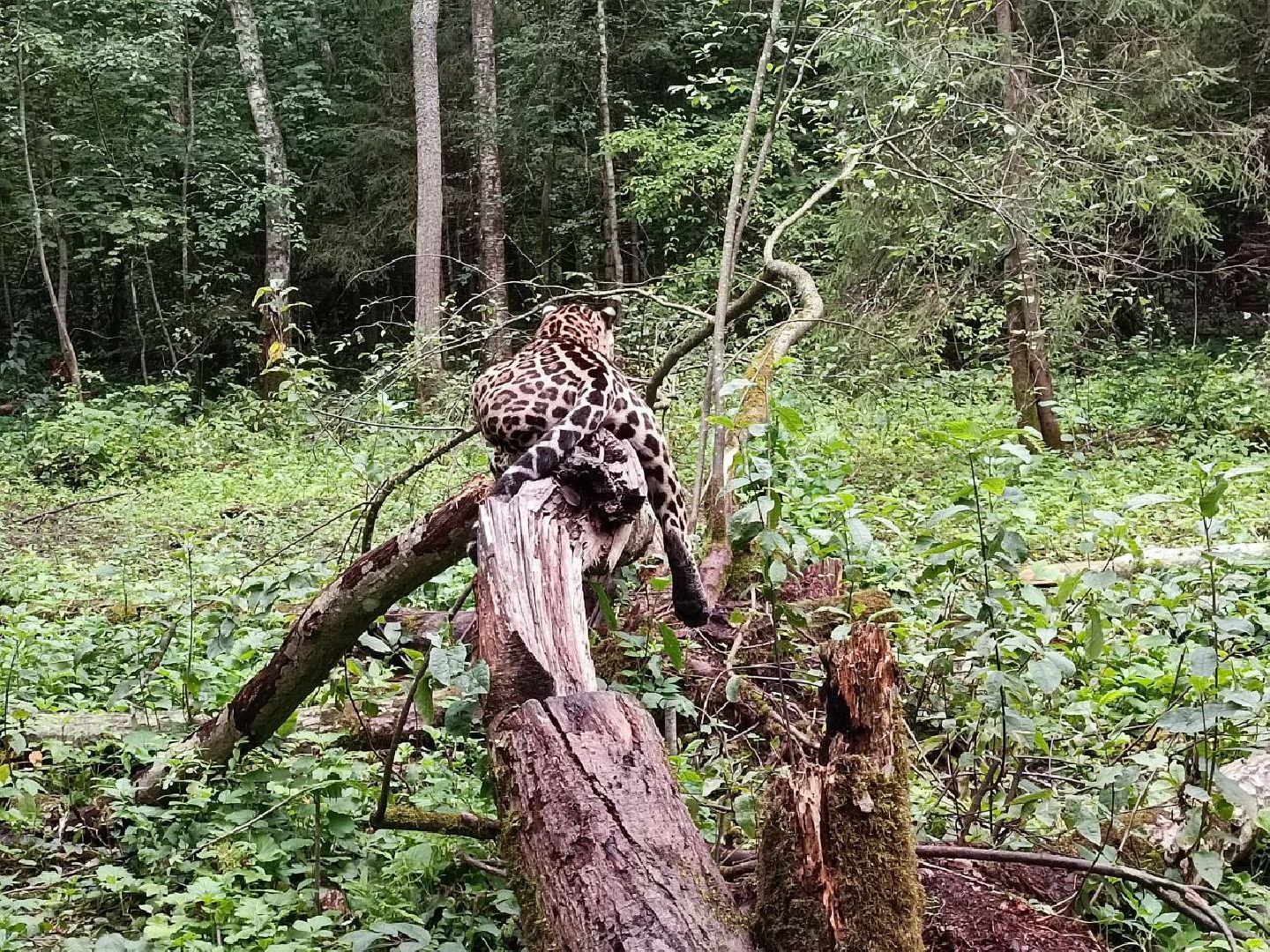Можайск, Можайский городской округ, Подмосковье, парк тигров, Сафари-парк, кошки, хищники, туризм, лес, ягуар, тигр, лев, пума, леопард
