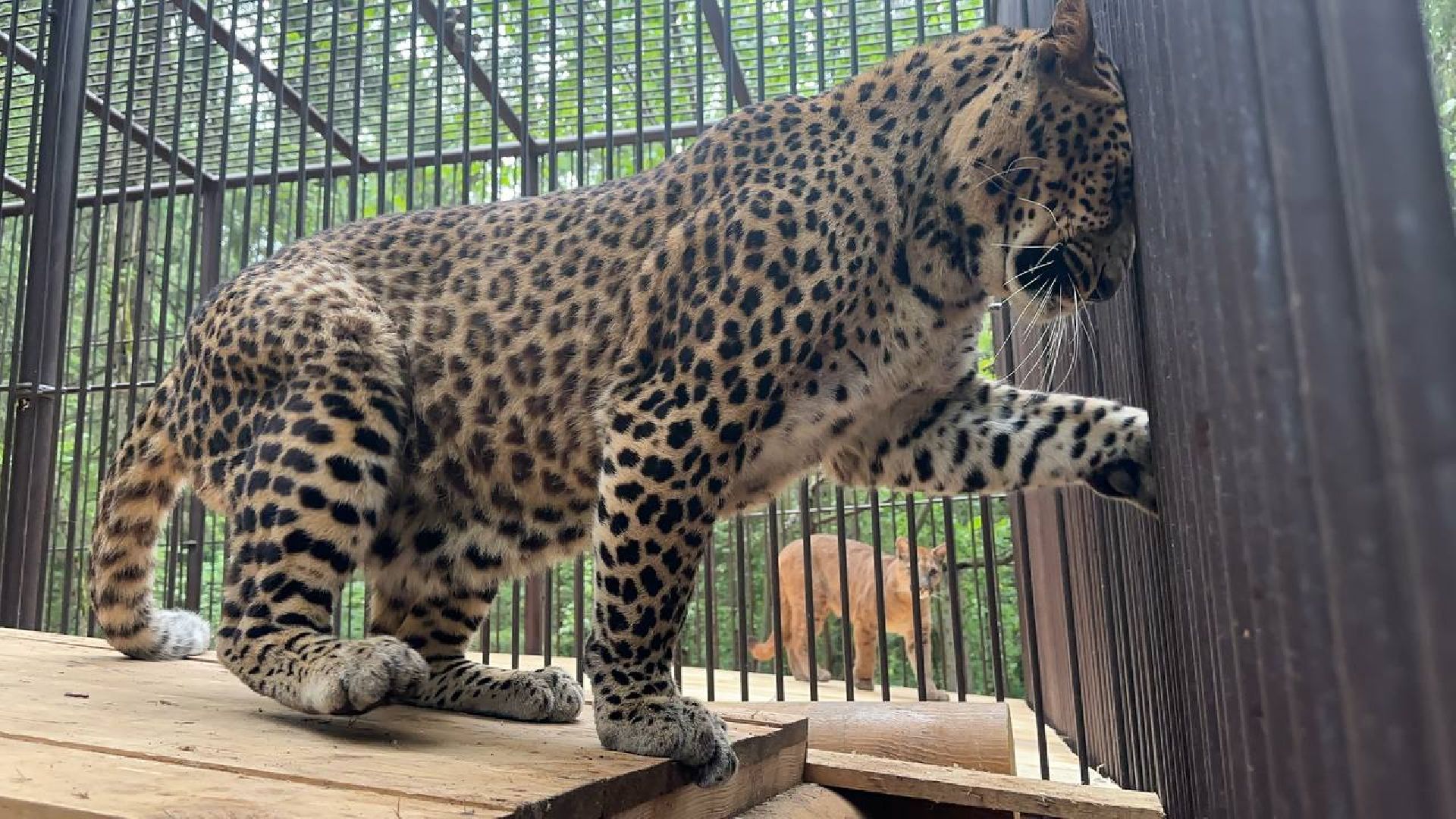 Можайск, Можайский городской округ, Подмосковье, парк тигров, Сафари-парк, кошки, хищники, туризм, лес, ягуар, тигр, лев, пума, леопард