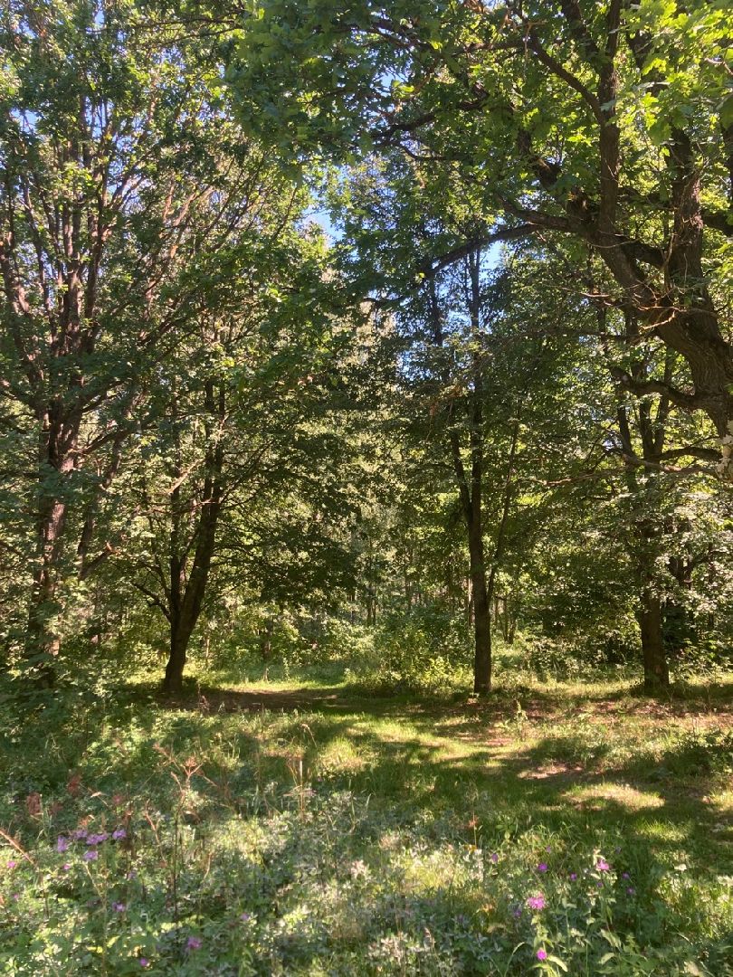 Солнечногорск, Рекинцо, парк, благоустройство, отдых