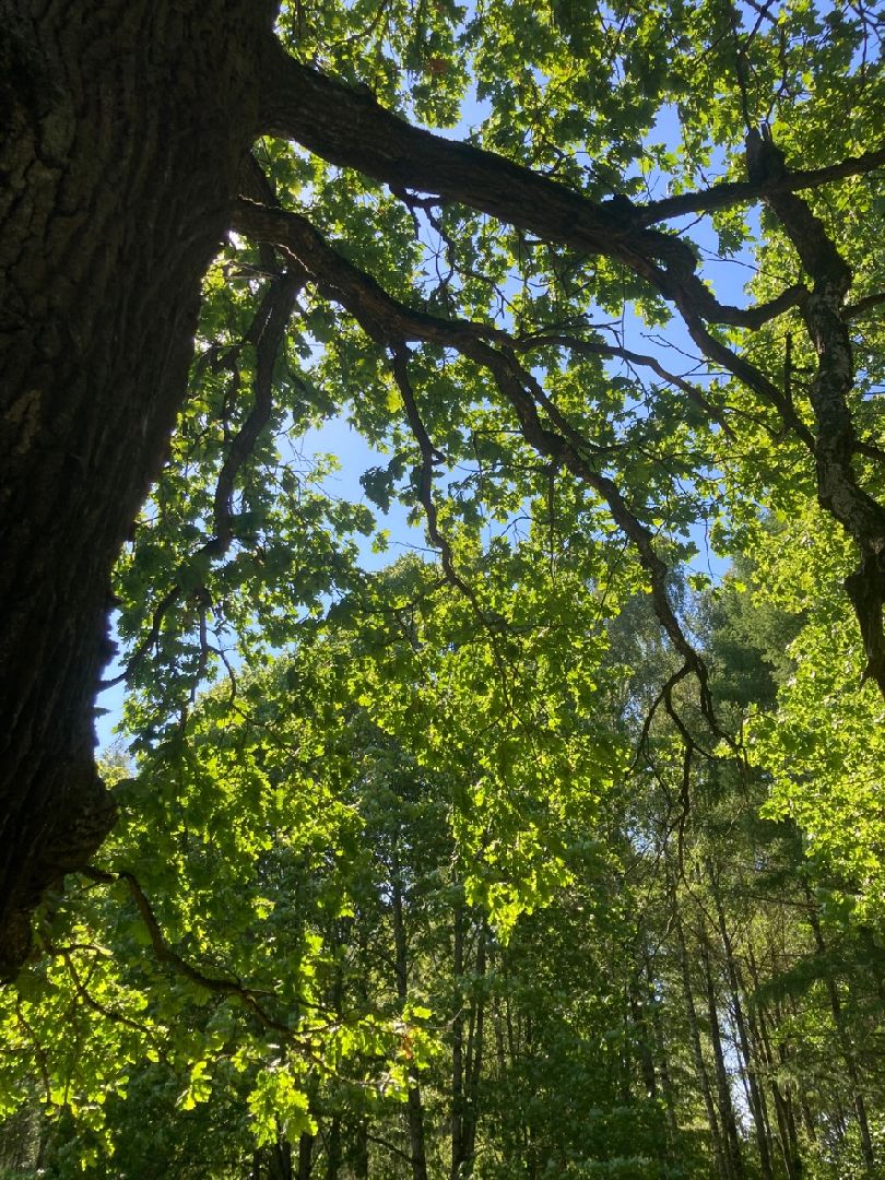 Солнечногорск, Рекинцо, парк, благоустройство, отдых